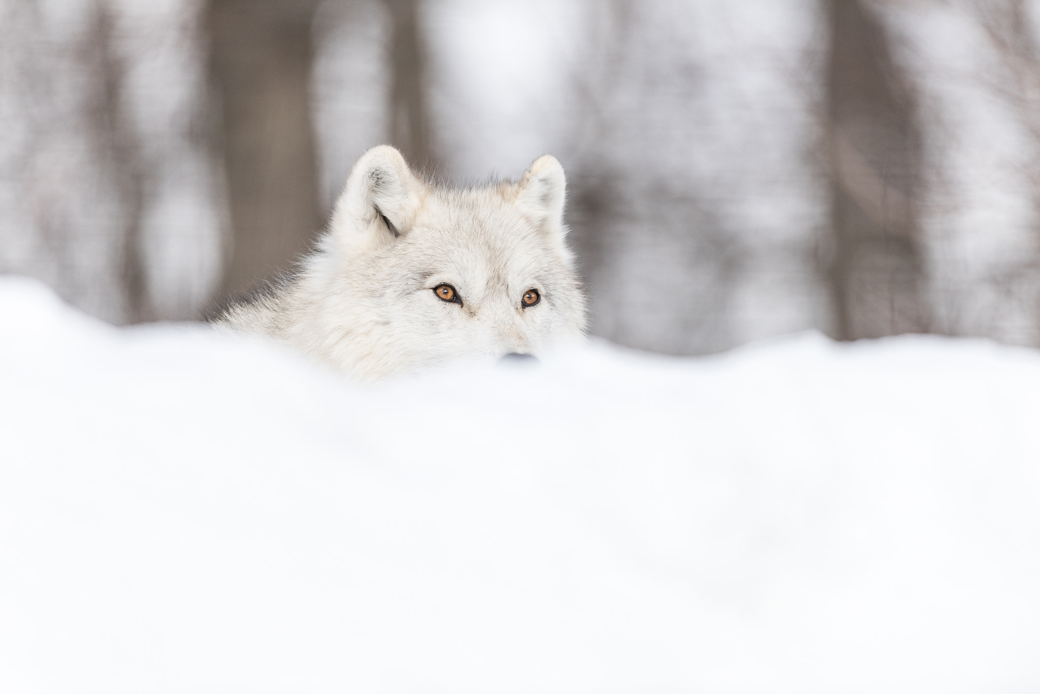 Nikon AF-S Nikkor 500mm F4G ED VR sample photo. Arctic wolf photography