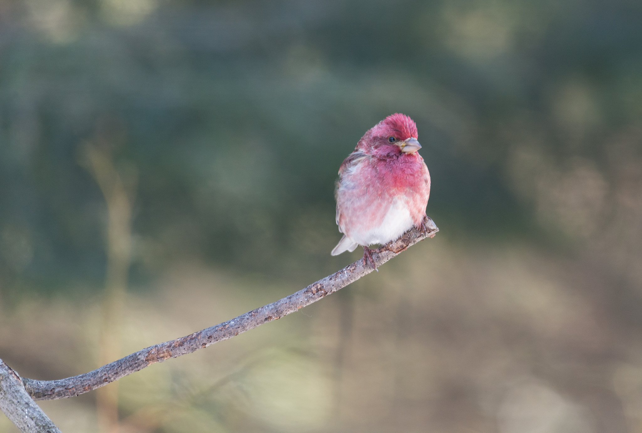 Sigma 150-500mm F5-6.3 DG OS HSM sample photo. I am blushing ! photography