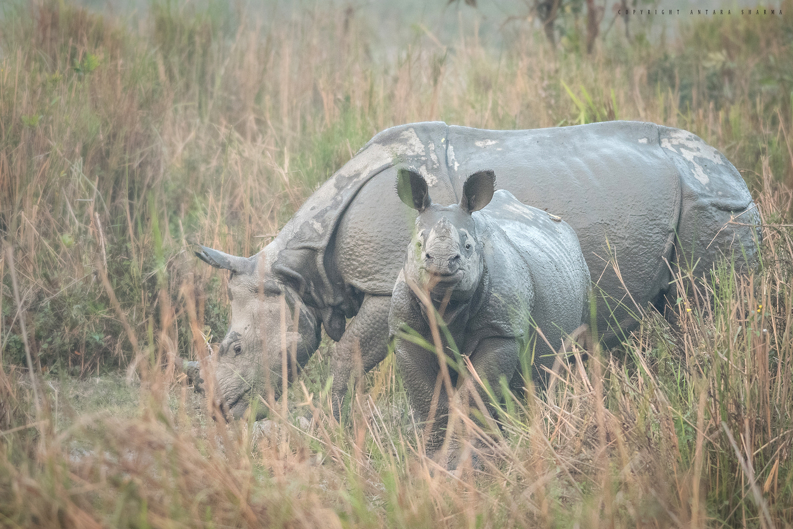 Nikon D500 + Nikon AF-S Nikkor 300mm F4D ED-IF sample photo. Rhinocub photography