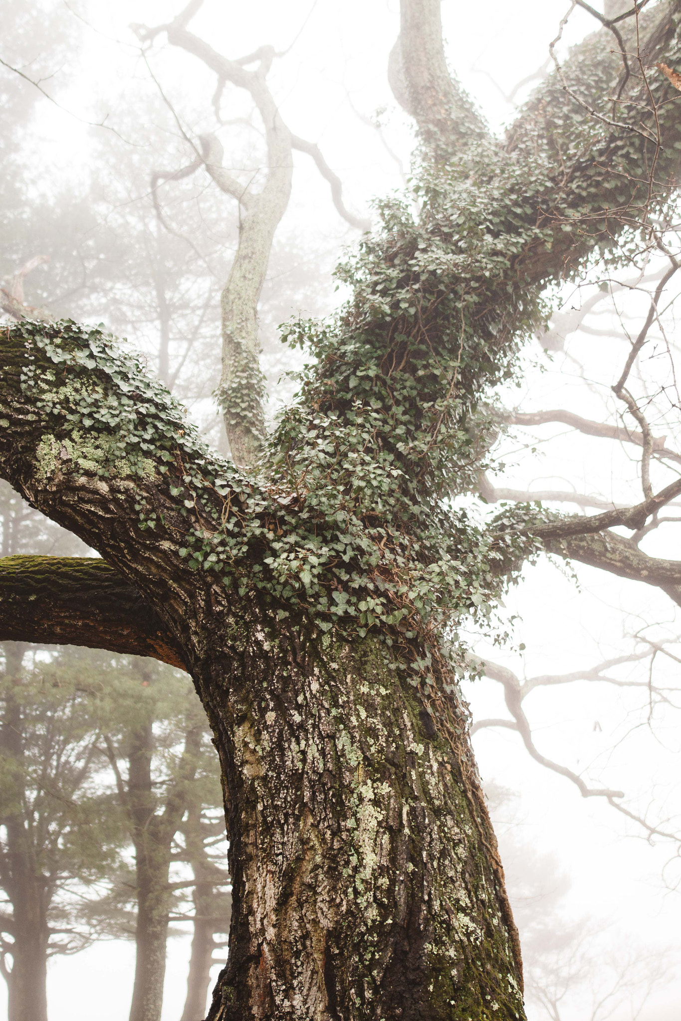 Sigma 24mm F1.4 DG HSM Art sample photo. Foggy tree photography