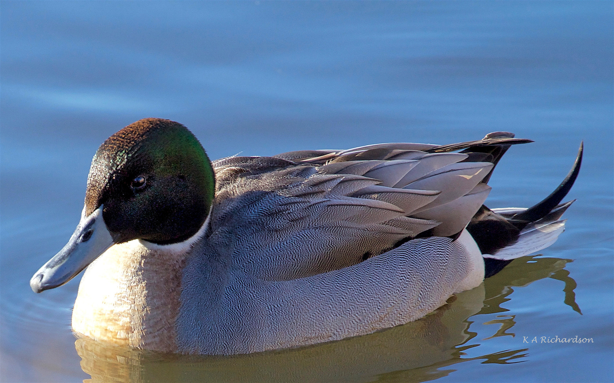 Canon EOS 650D (EOS Rebel T4i / EOS Kiss X6i) sample photo. Mallard-pintail hybrid photography