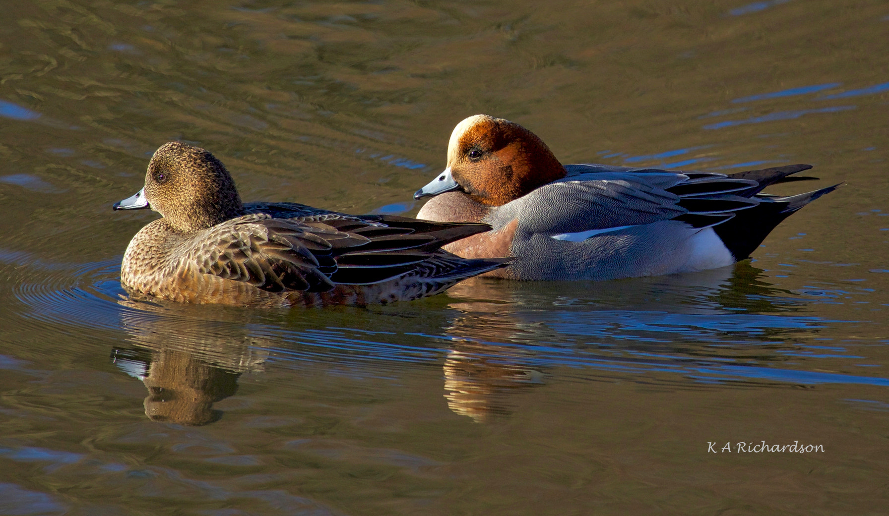 Canon EOS 650D (EOS Rebel T4i / EOS Kiss X6i) + Canon EF 100-400mm F4.5-5.6L IS USM sample photo. Eurasian wigeons pair (mareca penelope) photography