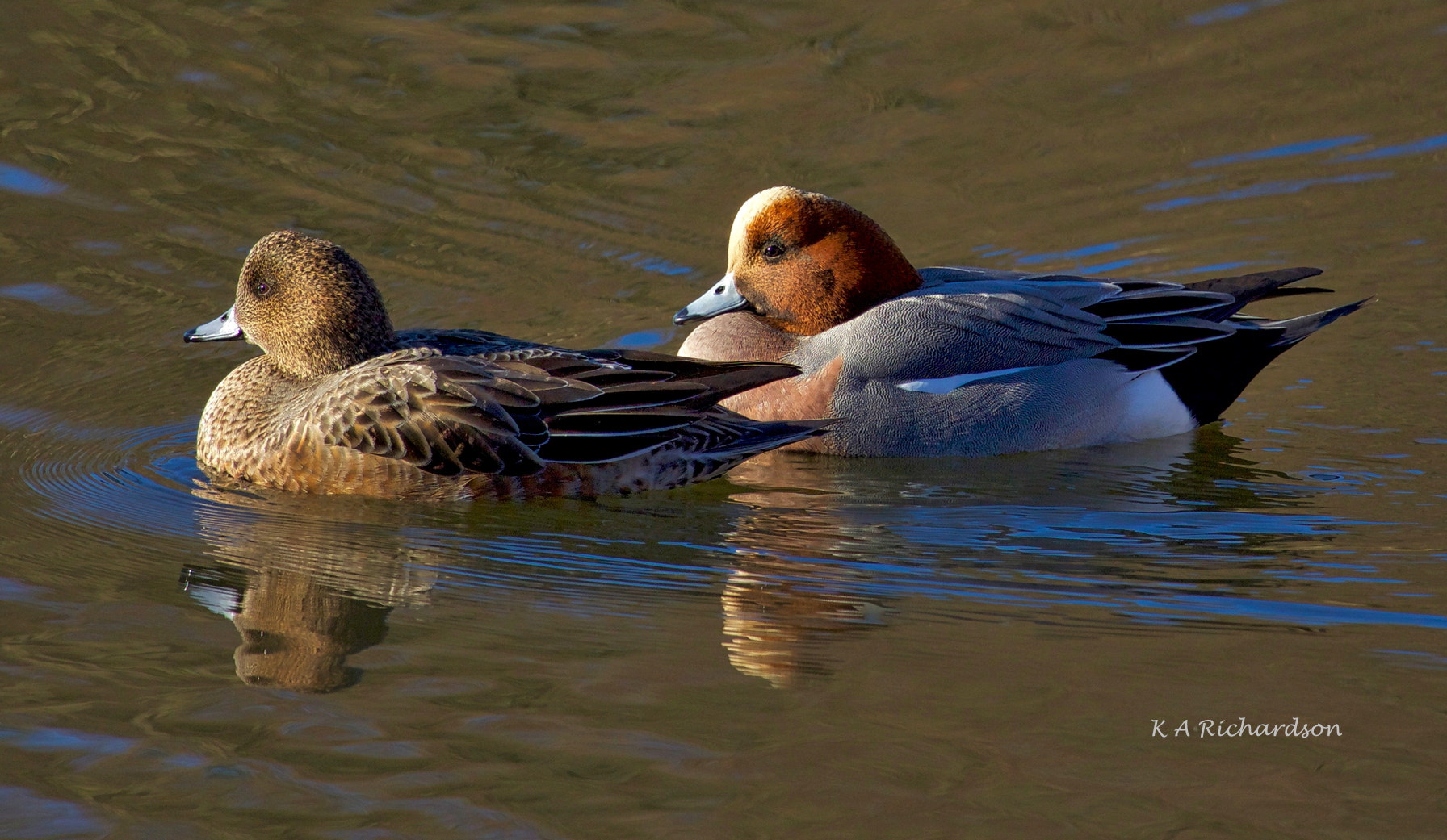 Canon EOS 650D (EOS Rebel T4i / EOS Kiss X6i) sample photo. Eurasian wigeons pair (mareca penelope) photography