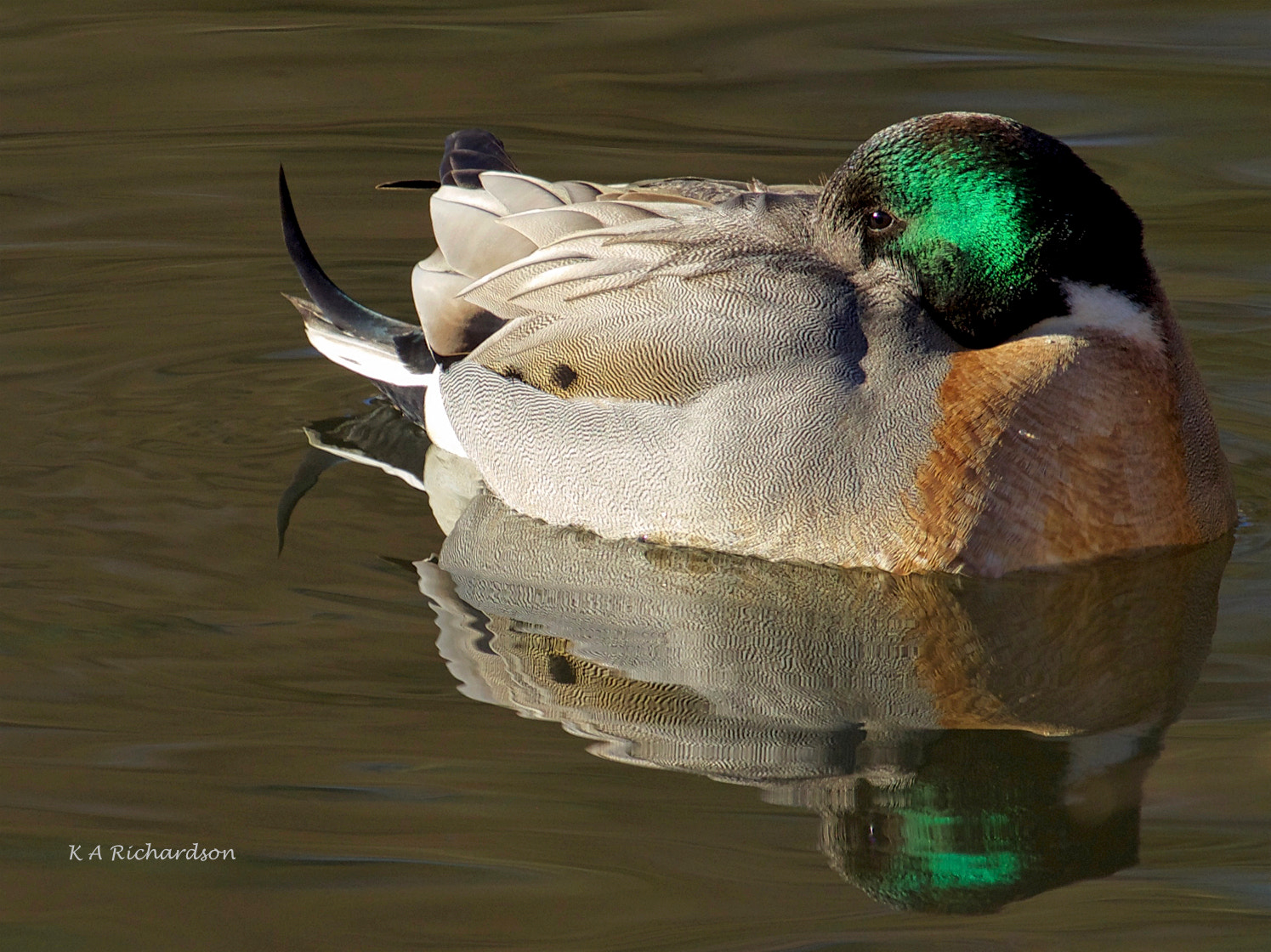 Canon EOS 650D (EOS Rebel T4i / EOS Kiss X6i) sample photo. Mallard-pintail hybrid - 2 photography