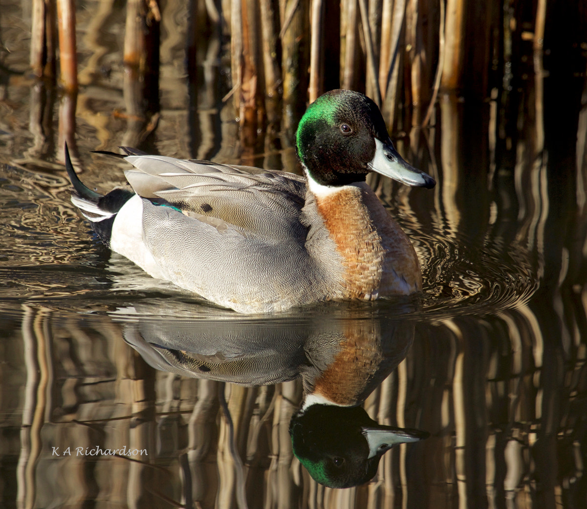 Canon EOS 650D (EOS Rebel T4i / EOS Kiss X6i) sample photo. Mallard-pintail hybrid photography
