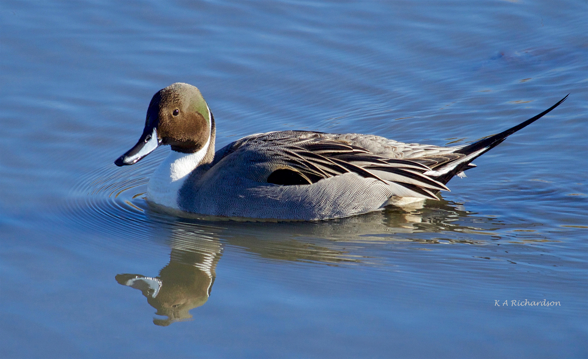 Canon EOS 650D (EOS Rebel T4i / EOS Kiss X6i) + Canon EF 100-400mm F4.5-5.6L IS USM sample photo. Northern pintail drake photography