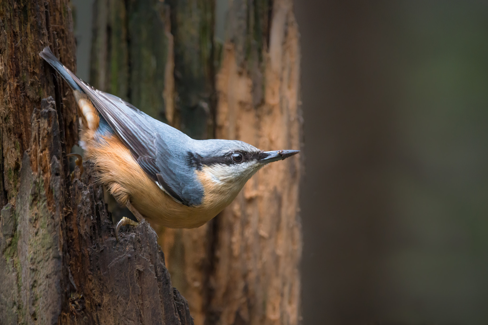 Nikon D800 + Nikon AF-S Nikkor 300mm F4D ED-IF sample photo. Nuthatch in typical pose photography