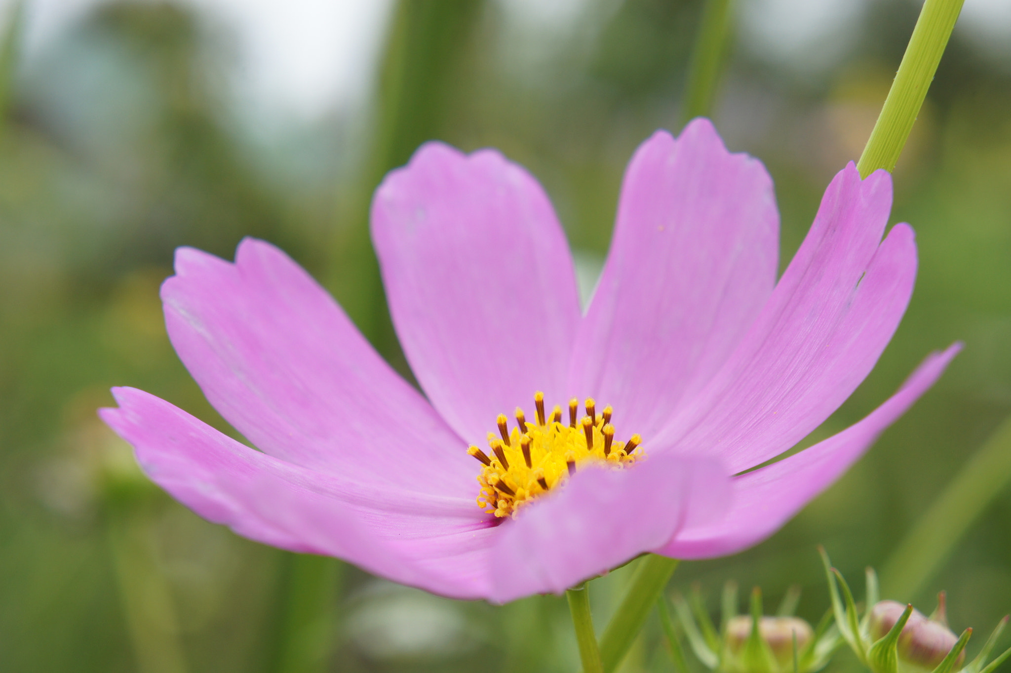 Sony E 18-55mm F3.5-5.6 OSS sample photo. Flower macro  photography