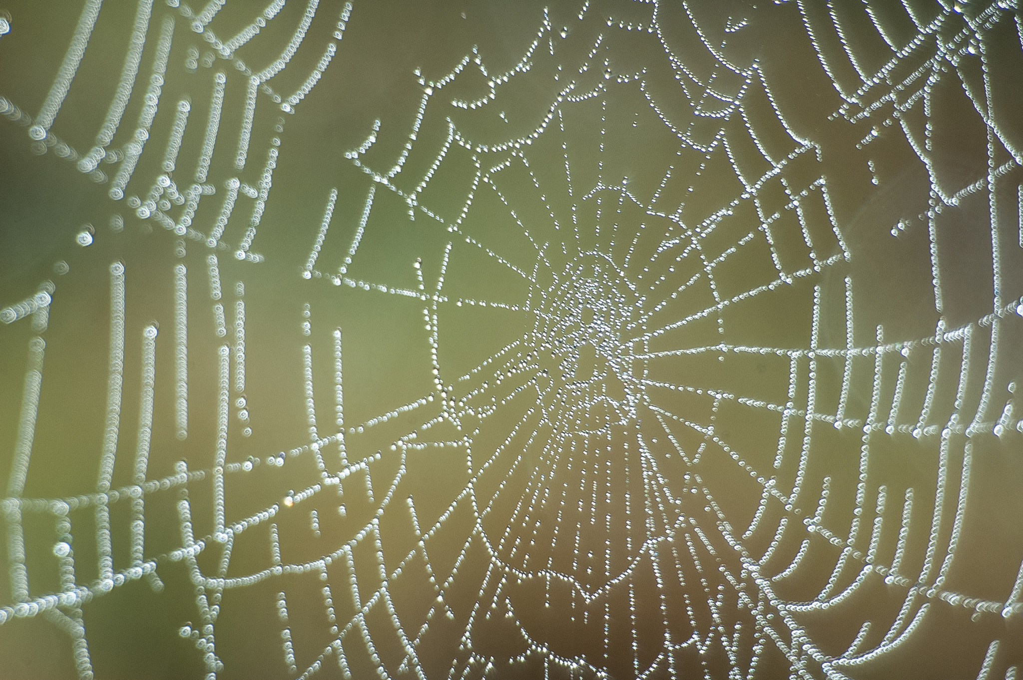 Nikon D70 sample photo. Tela de araña photography