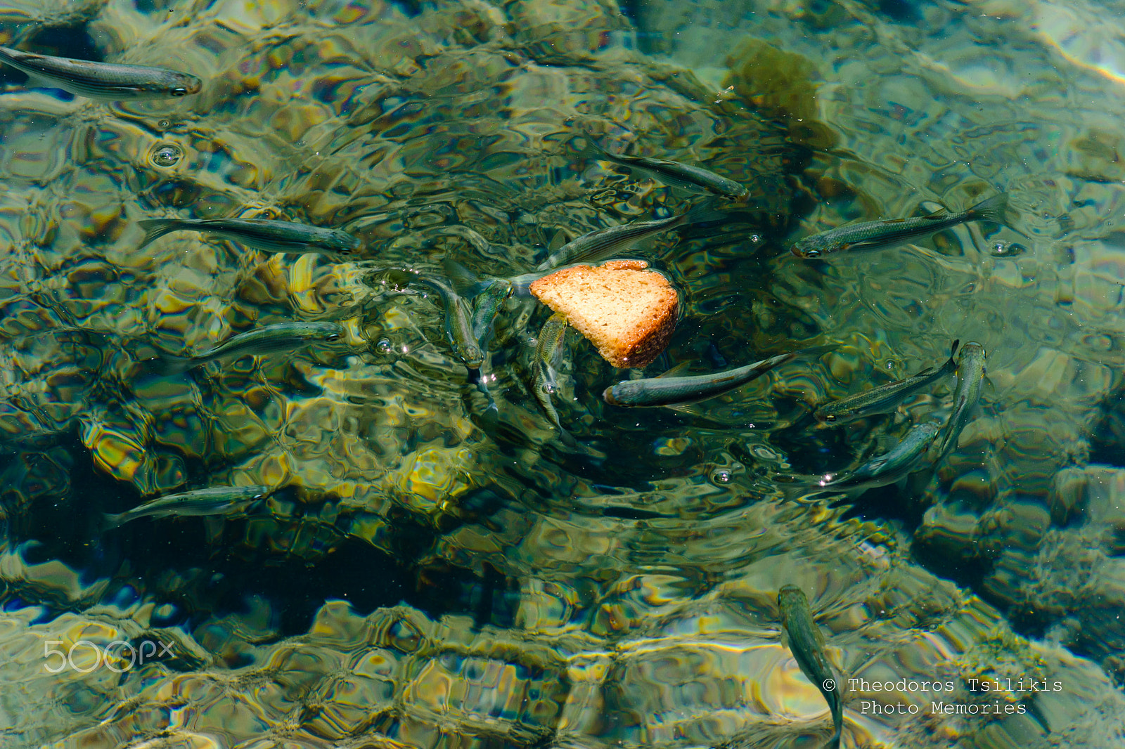 Nikon D7200 sample photo. Hungry fishes photography