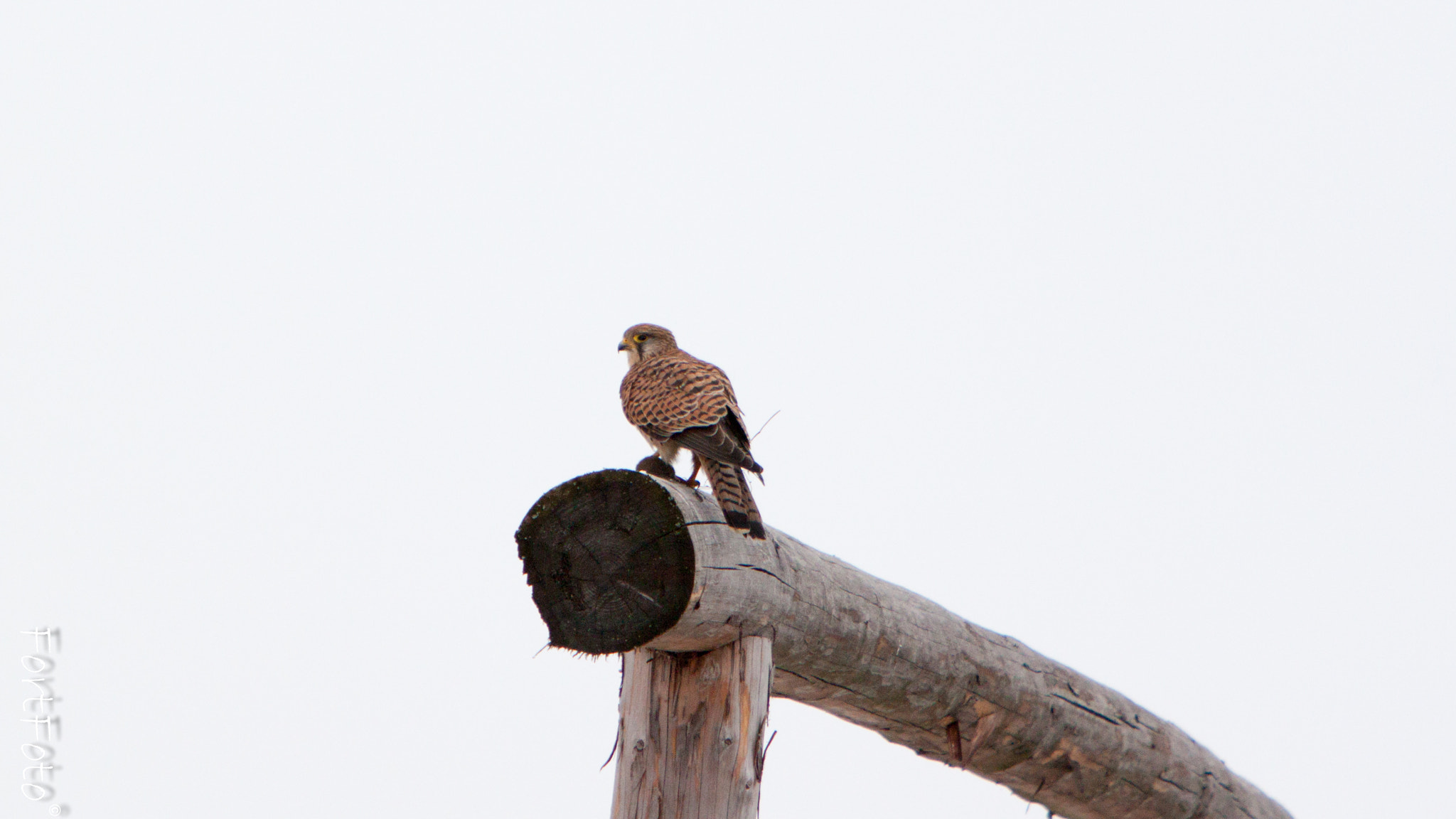 Canon EF 70-200mm F2.8L IS USM sample photo. Poštolka obecná (falco tinnunculus) photography