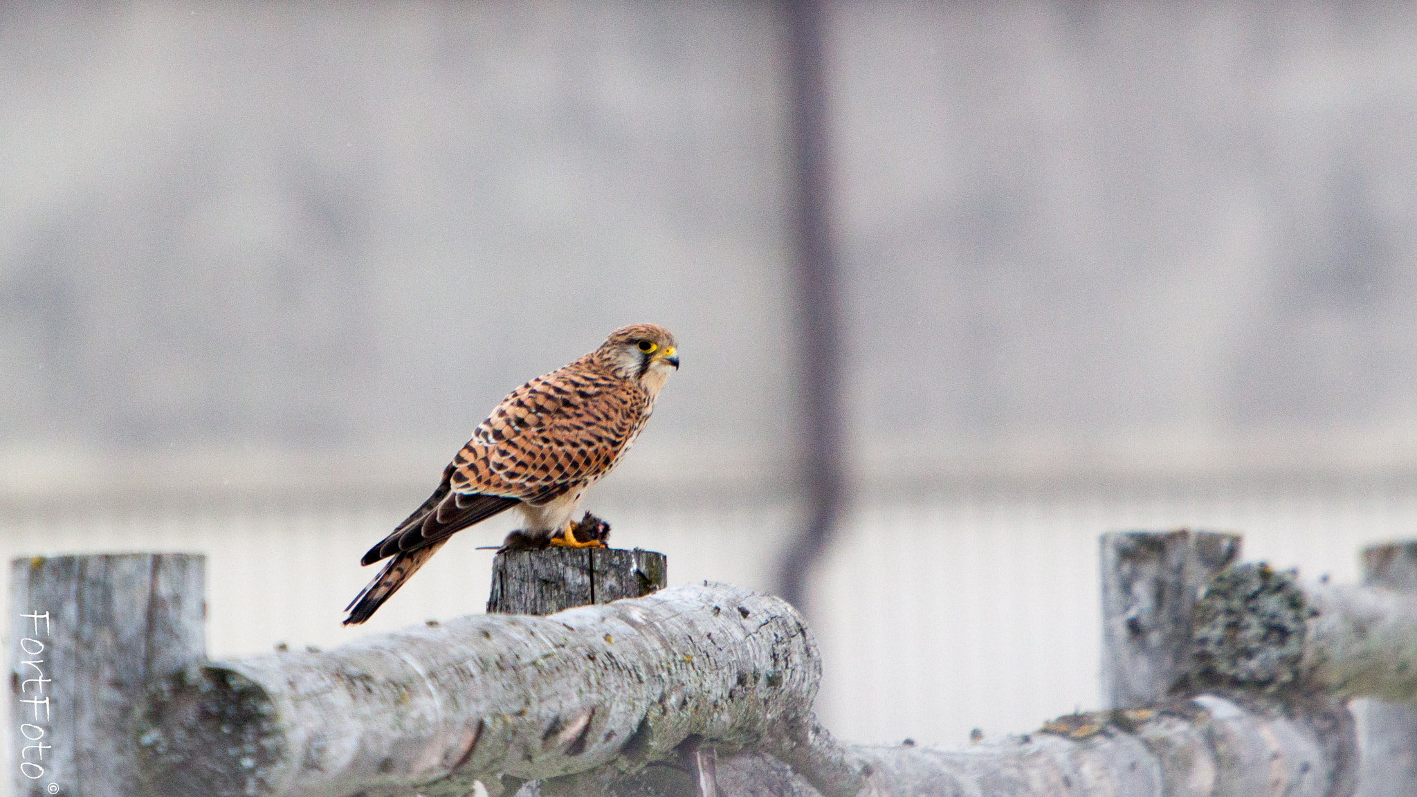 Canon EF 70-200mm F2.8L IS USM sample photo. Poštolka obecná (falco tinnunculus) photography