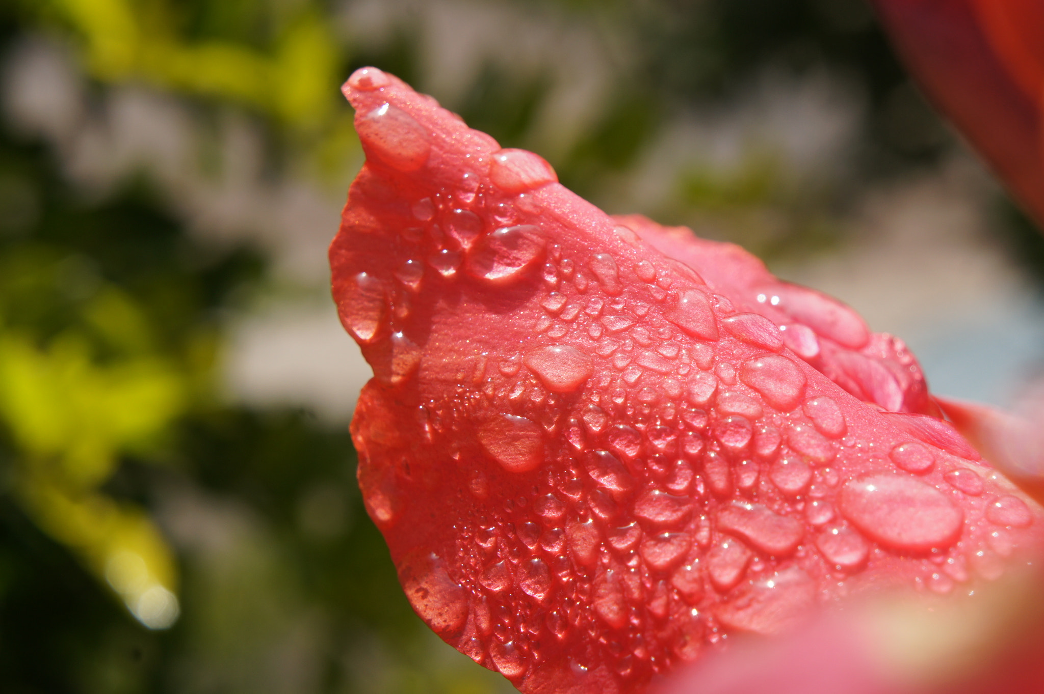 Sony Alpha NEX-3 + Sony E 18-55mm F3.5-5.6 OSS sample photo. Drops on a flower  photography