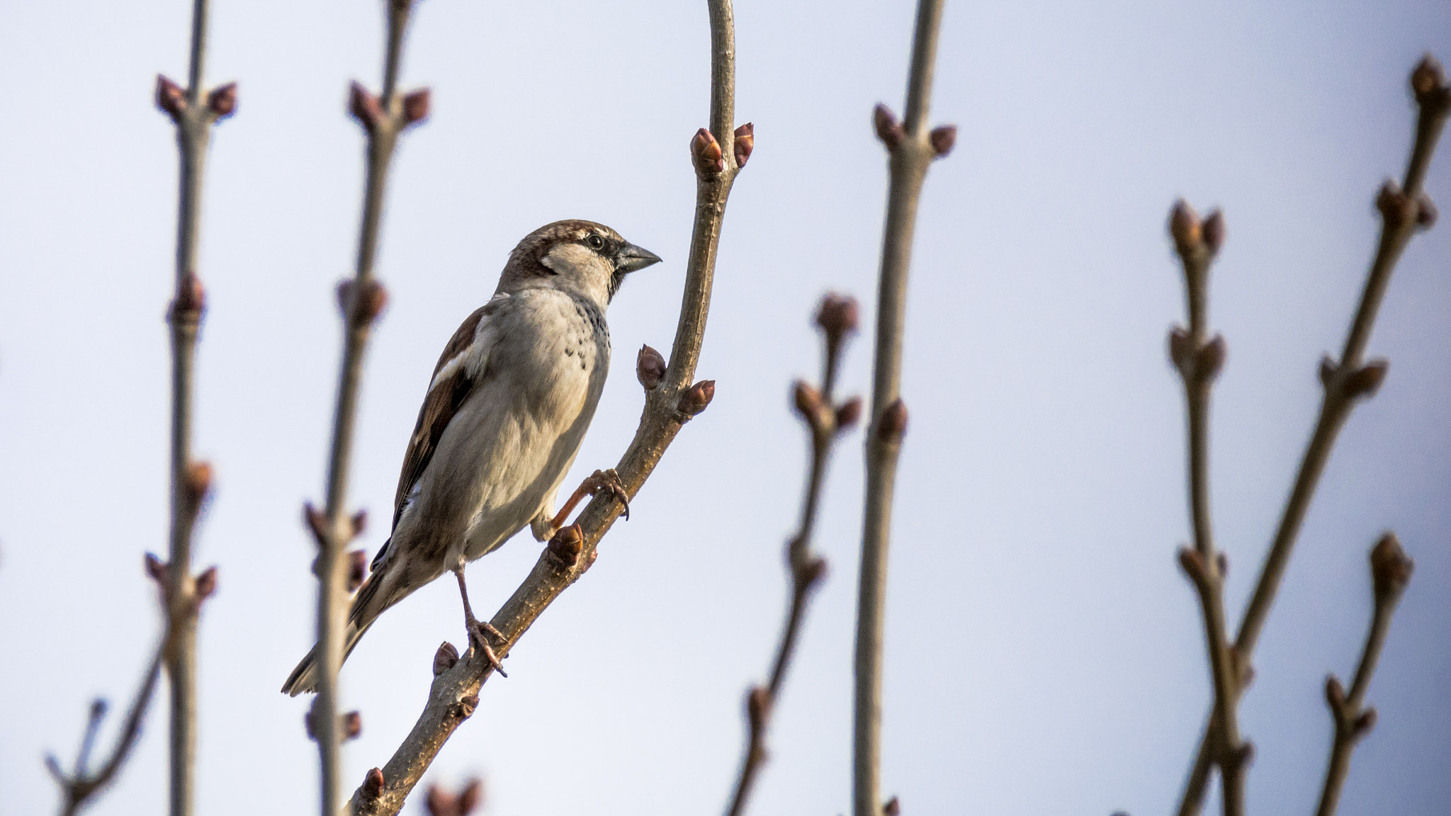Sigma 150-600mm F5-6.3 DG OS HSM | C sample photo. Just a sparrow ... photography