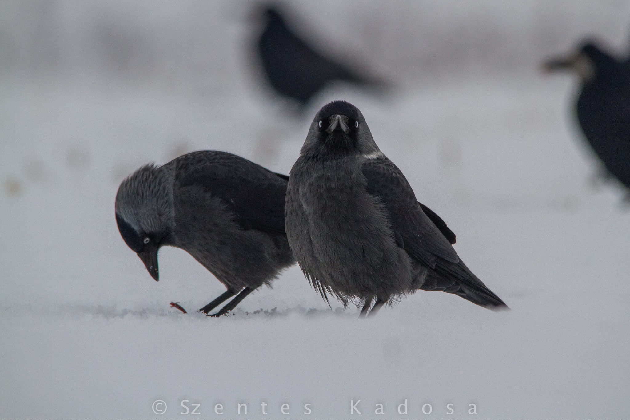 Canon EOS 7D + Sigma 150-500mm F5-6.3 DG OS HSM sample photo. Sooty devils photography