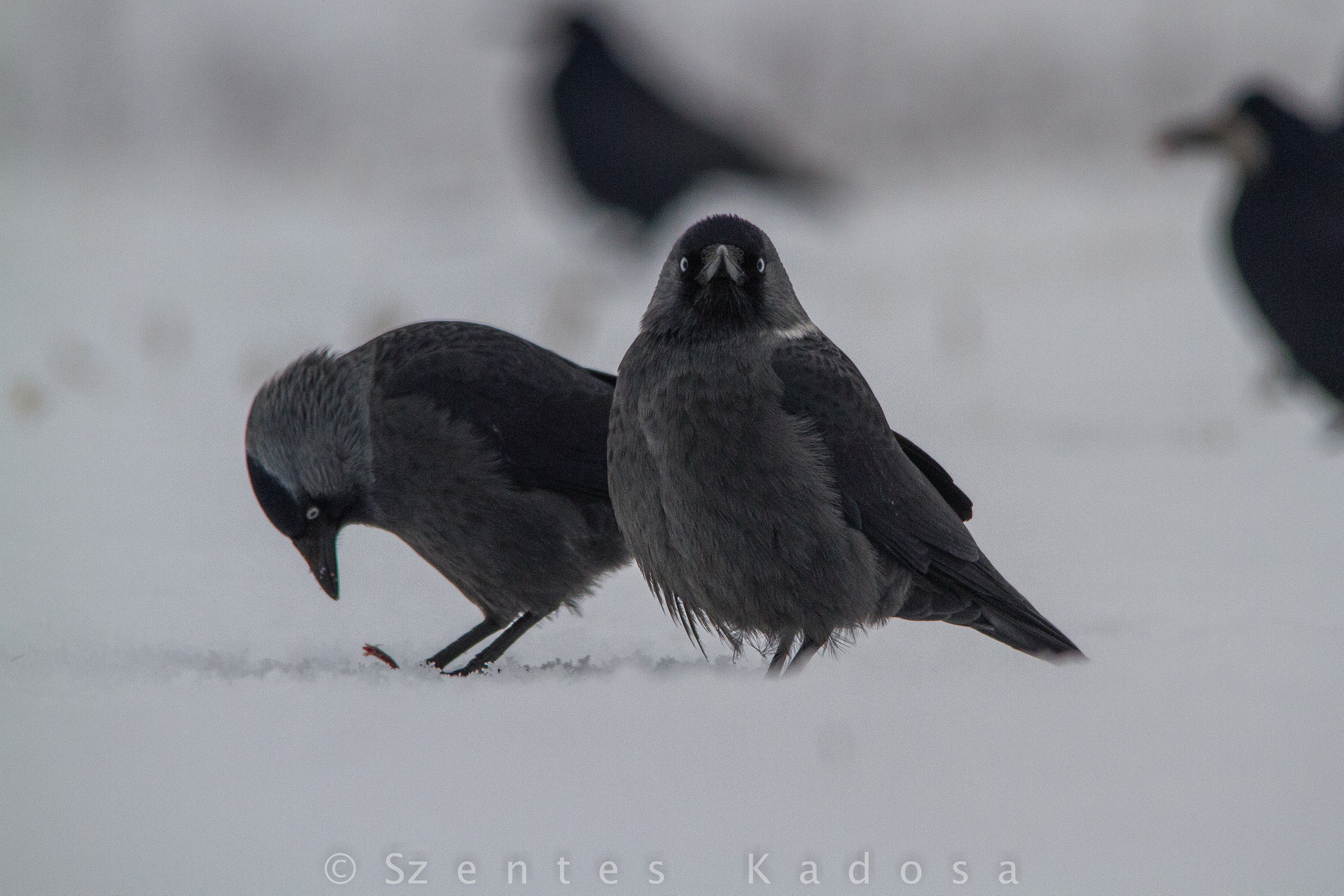 Sigma 150-500mm F5-6.3 DG OS HSM sample photo. Sooty devils photography