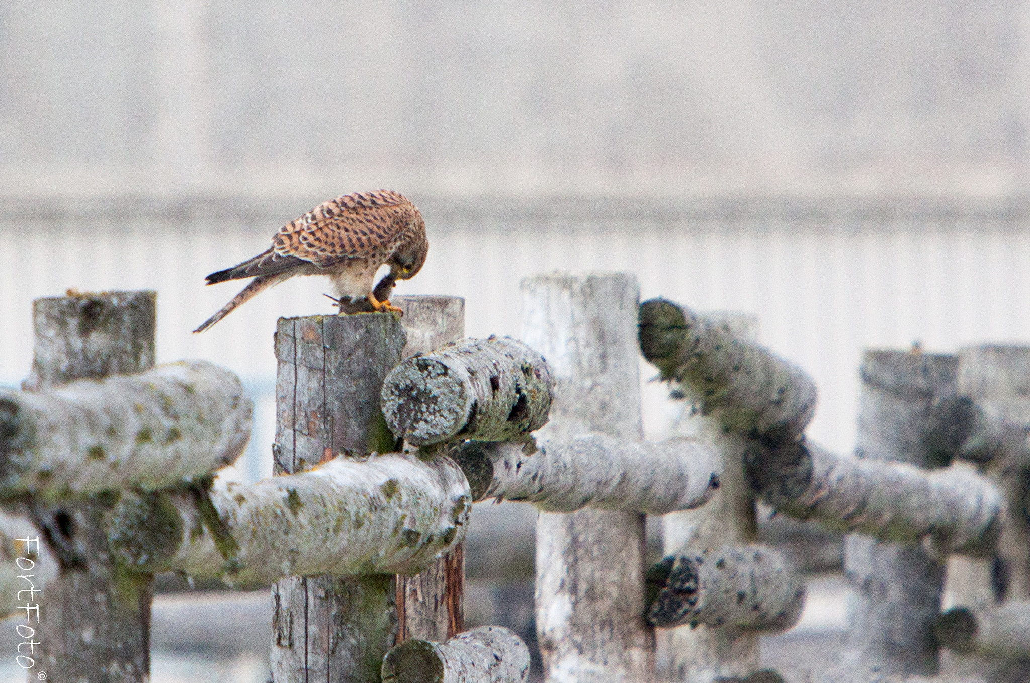 Canon EF 70-200mm F2.8L IS USM sample photo. Poštolka obecná (falco tinnunculus) photography