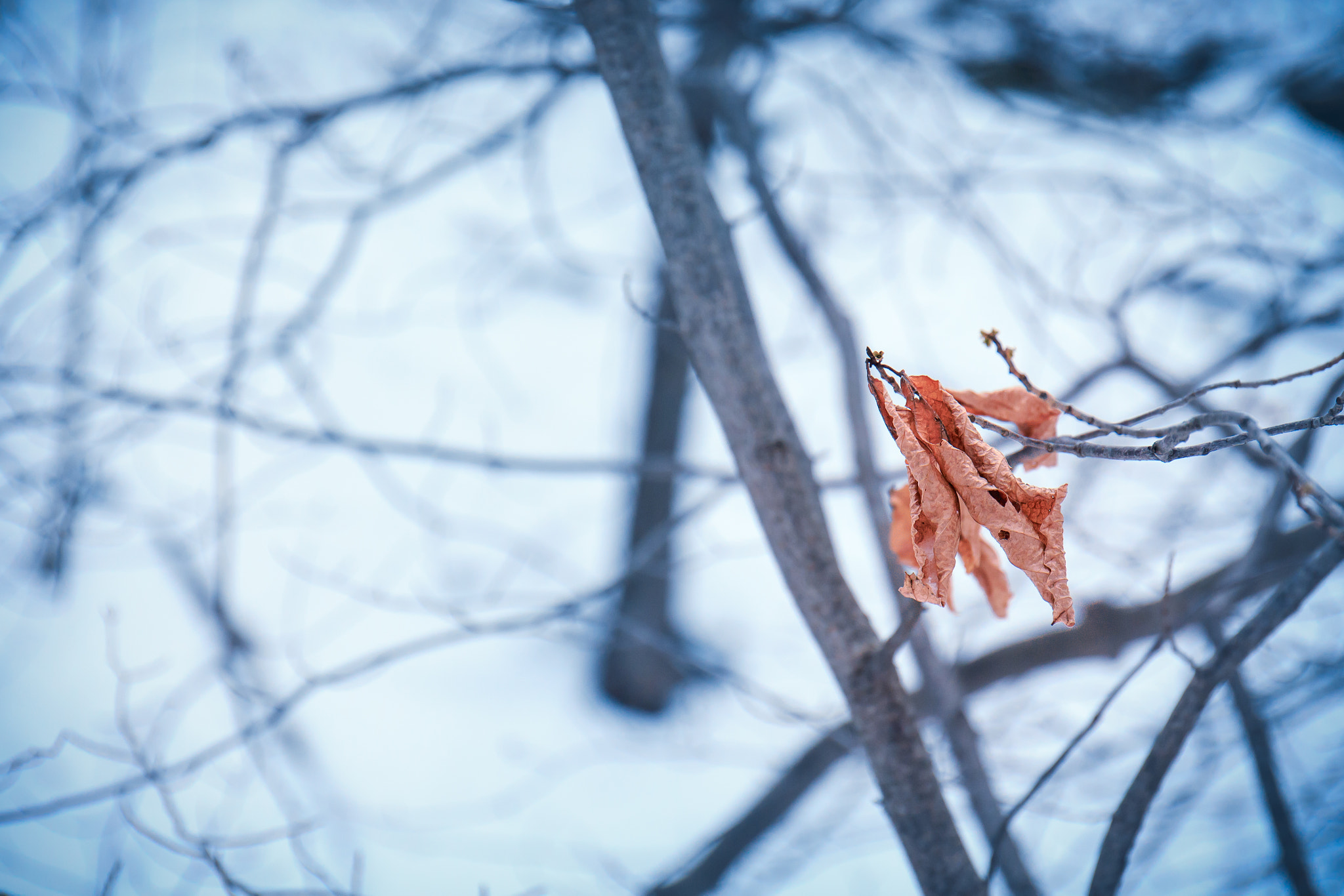 Canon EF 24-70mm F4L IS USM sample photo. The last one photography