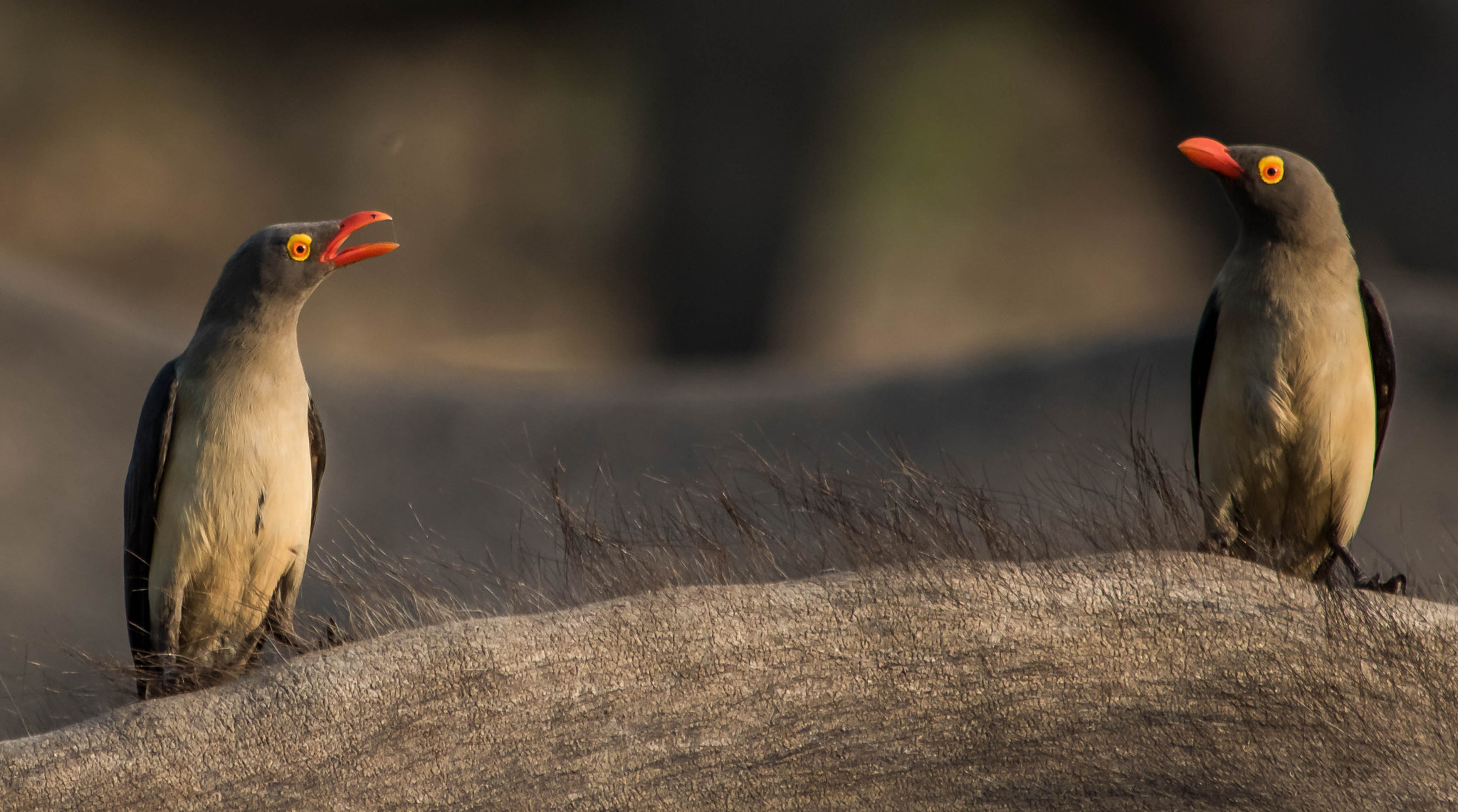 Canon EF 70-300mm F4-5.6 IS USM sample photo. Red billed oxpecker photography