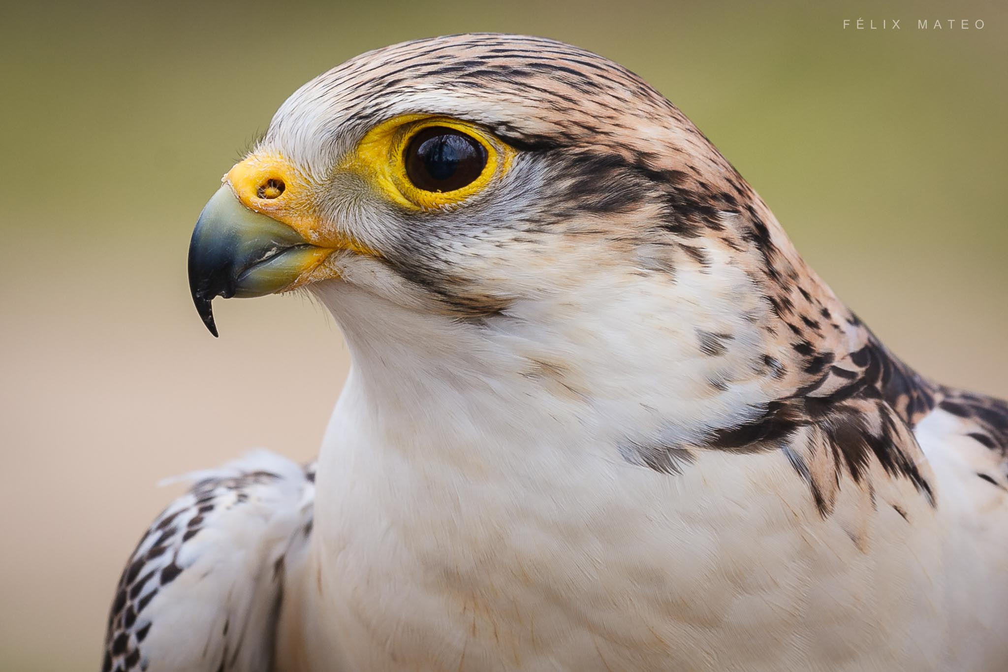 Canon EF 100-400mm F4.5-5.6L IS USM sample photo. Falco rusticolus (c) photography
