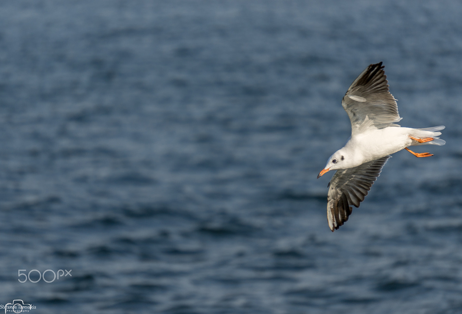 Sony a7R sample photo. Seagull photography