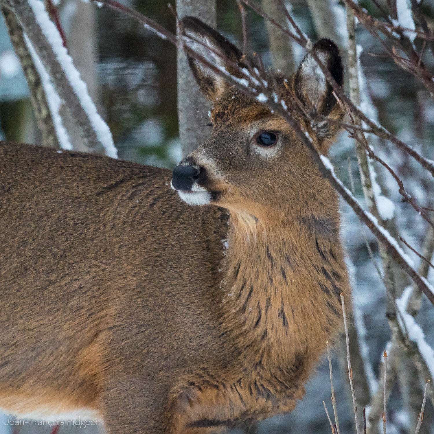 Canon EF 500mm F4L IS II USM sample photo. Deer in winter photography