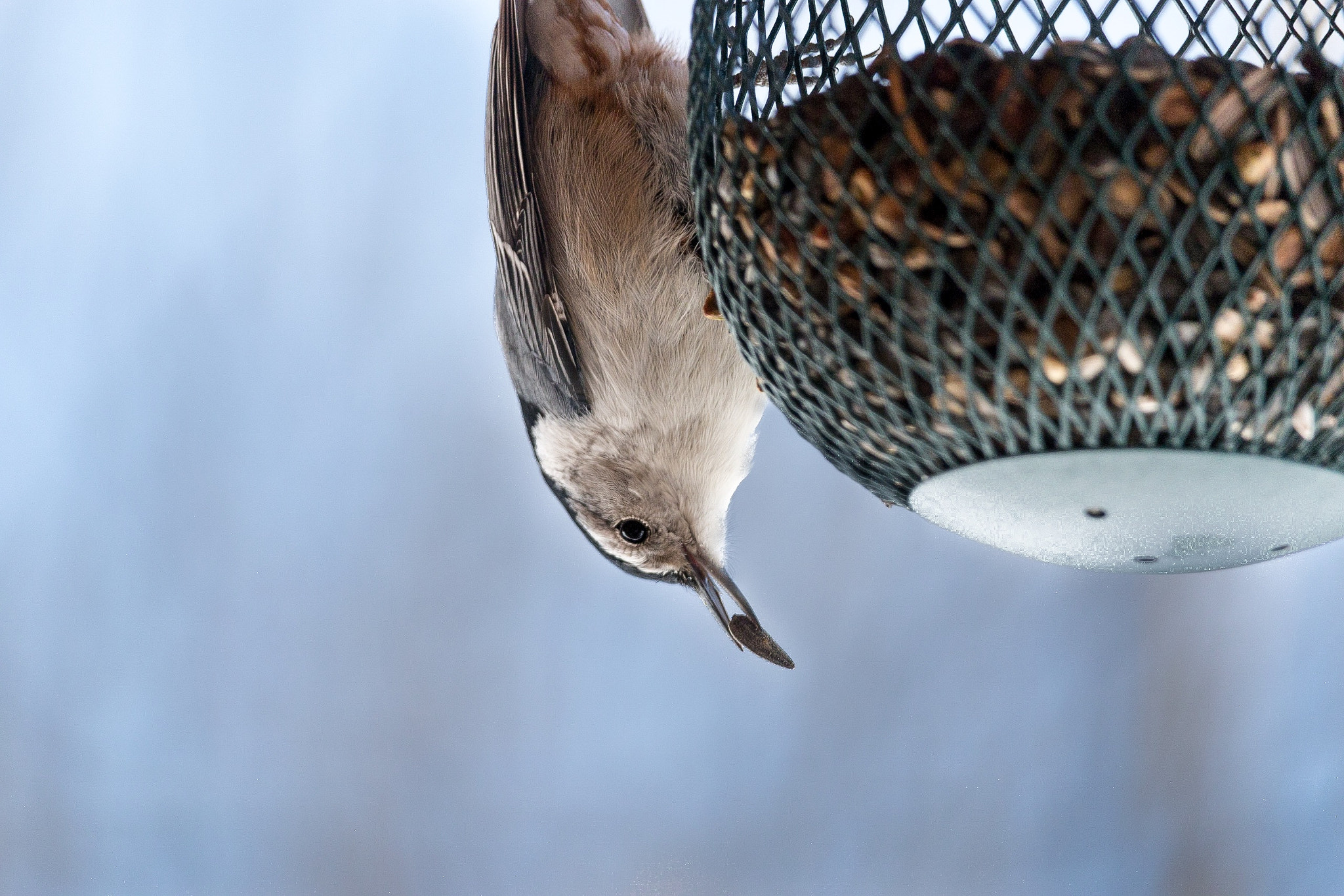 Canon EF-S 55-250mm F4-5.6 IS STM sample photo