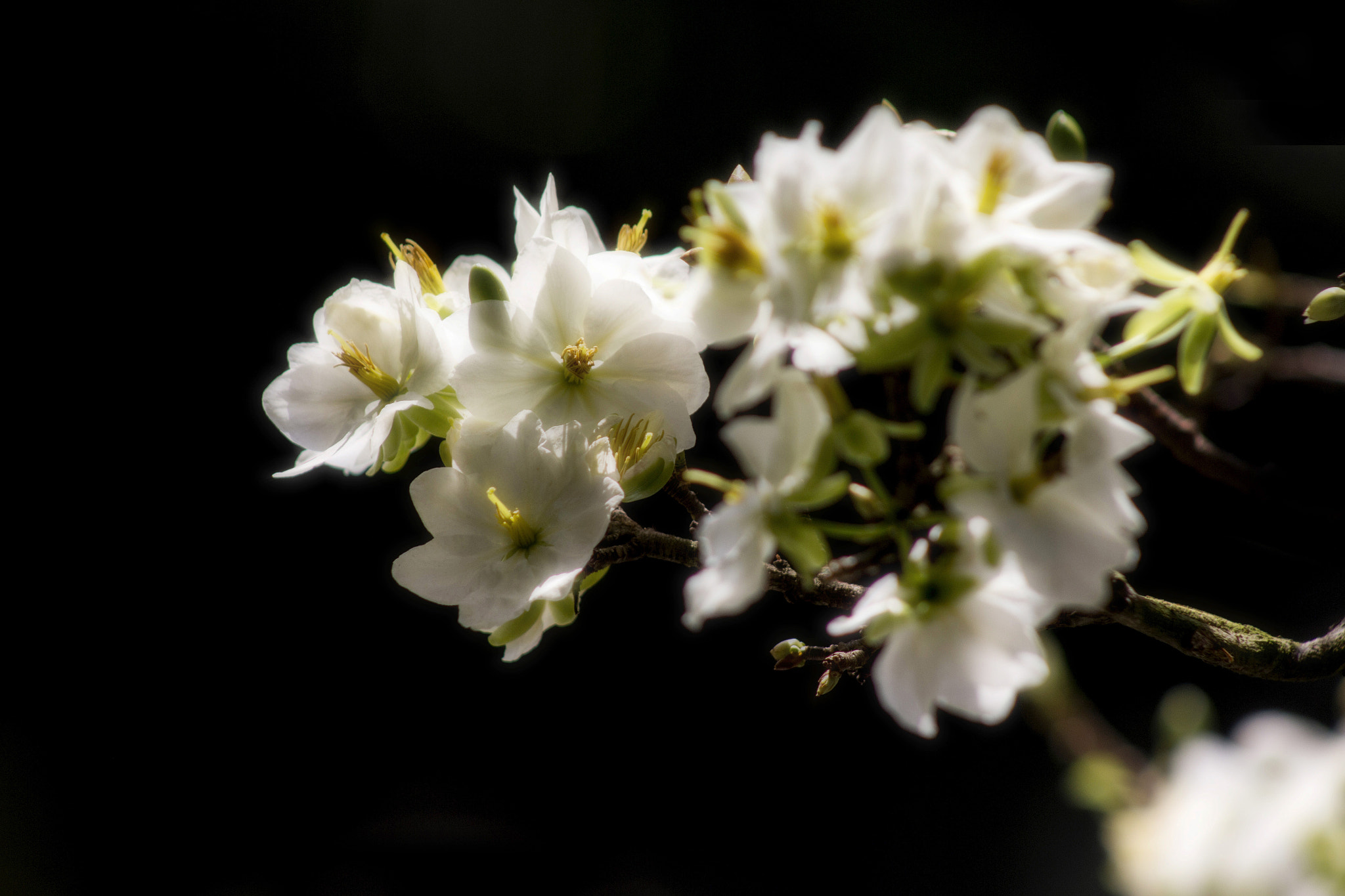 Canon EOS 60D + EF75-300mm f/4-5.6 sample photo. Springtime of life photography