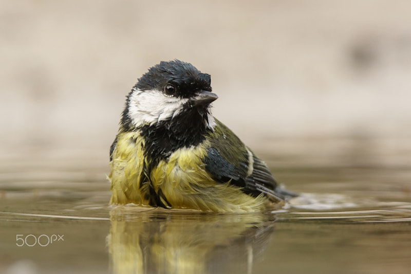 Tamron SP 150-600mm F5-6.3 Di VC USD sample photo. Taking a bath photography