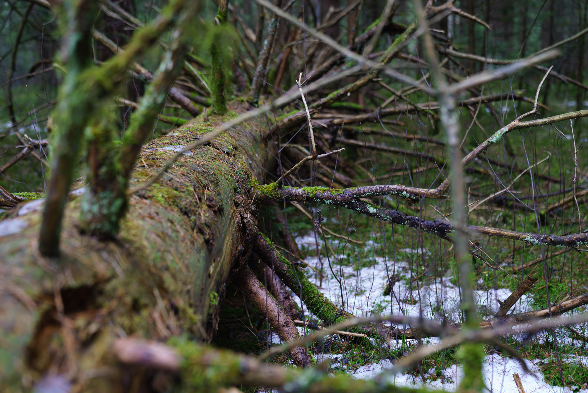 Sony a7R sample photo. The hibernating tree ;) photography