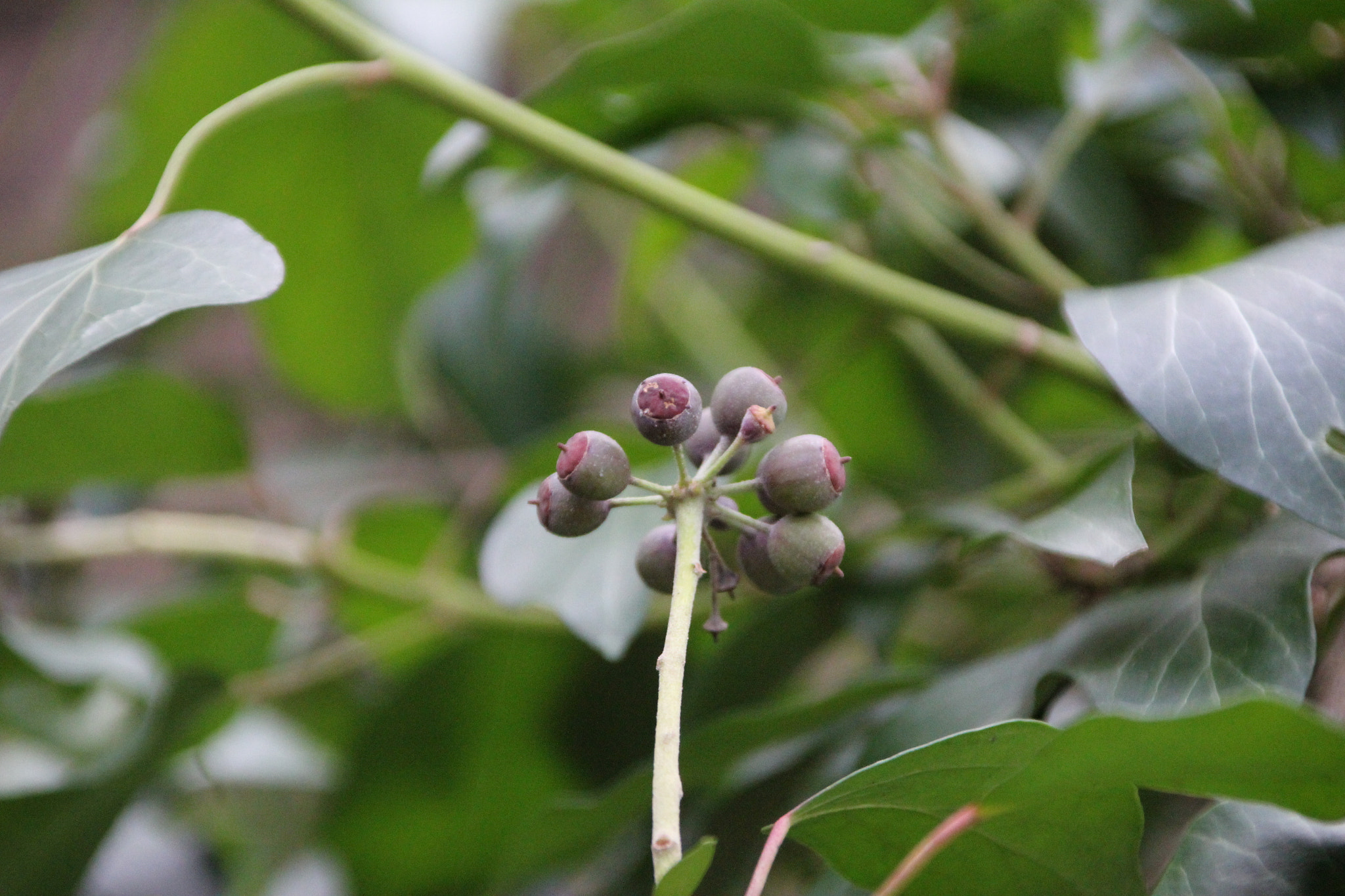 Canon EOS 60D + Canon TS-E 90mm F2.8 Tilt-Shift sample photo. Ivy in the forest photography