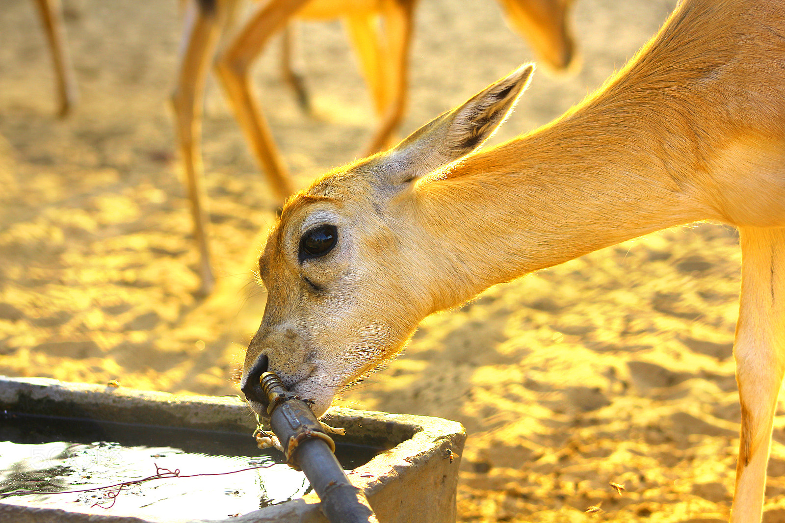 Canon EOS 60D + EF75-300mm f/4-5.6 sample photo. Deer and thurst photography