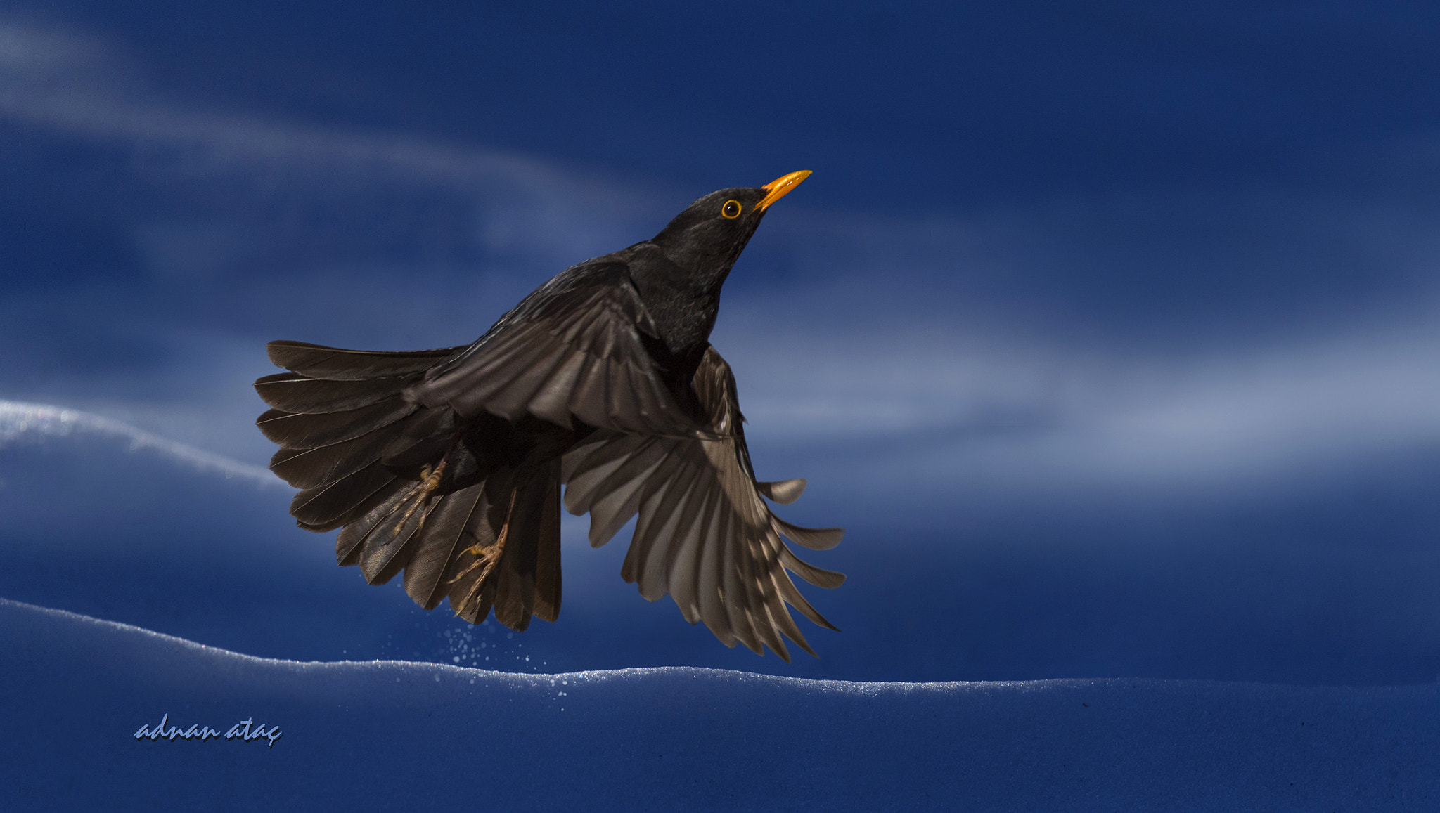 Sigma 150-600mm F5-6.3 DG OS HSM | S sample photo. Karatavuk - common blackbird - turdus merula photography