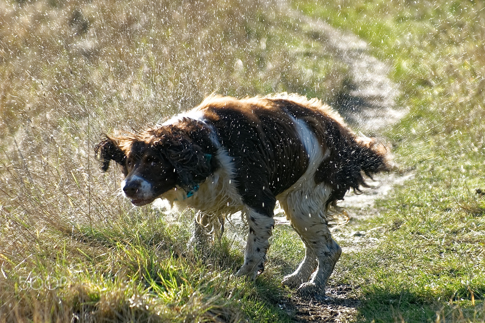 Sony a99 II sample photo. English springer spaniel photography