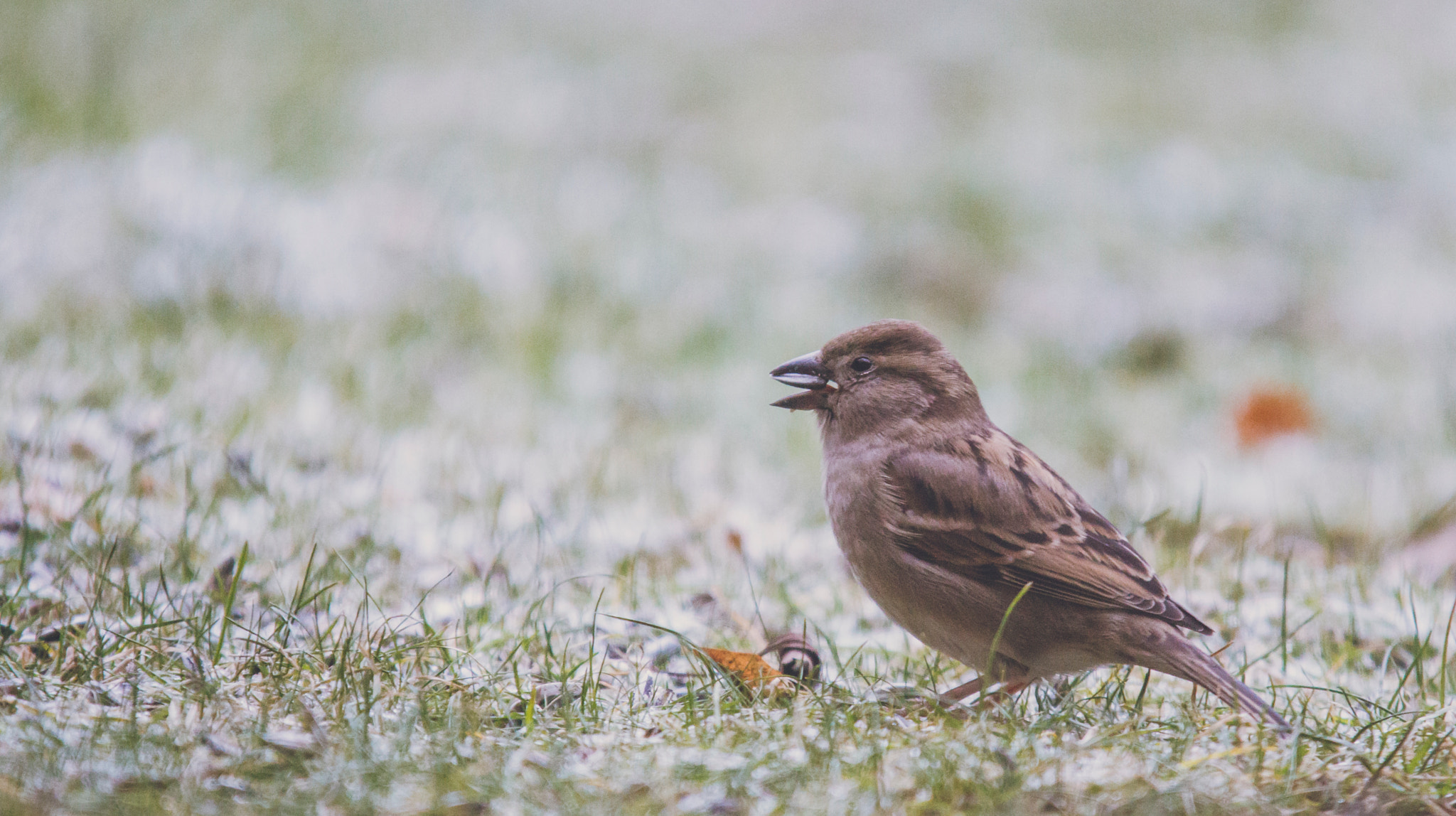 Sigma 100-300mm f/4 sample photo. The hungry sparrow photography