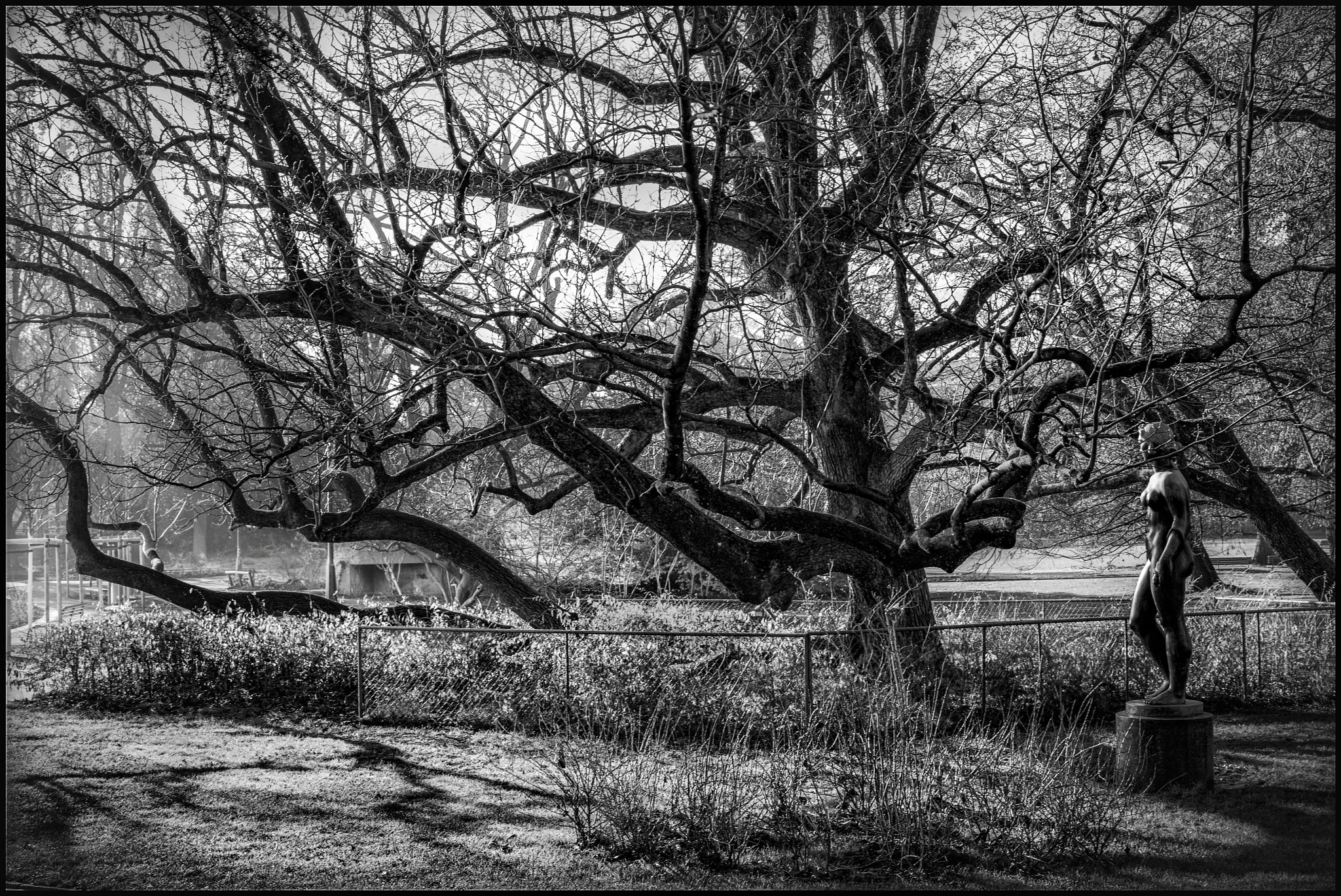 Leica Noctilux-M 50mm F0.95 ASPH sample photo. From the arboretum..... photography