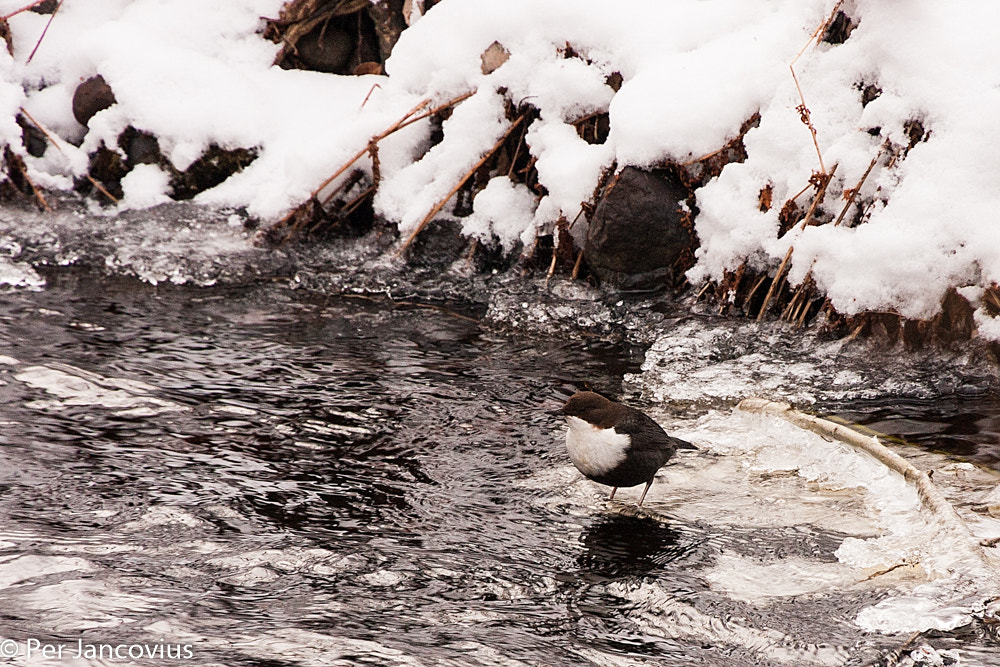 Canon EOS 40D sample photo. White-throated dipper photography