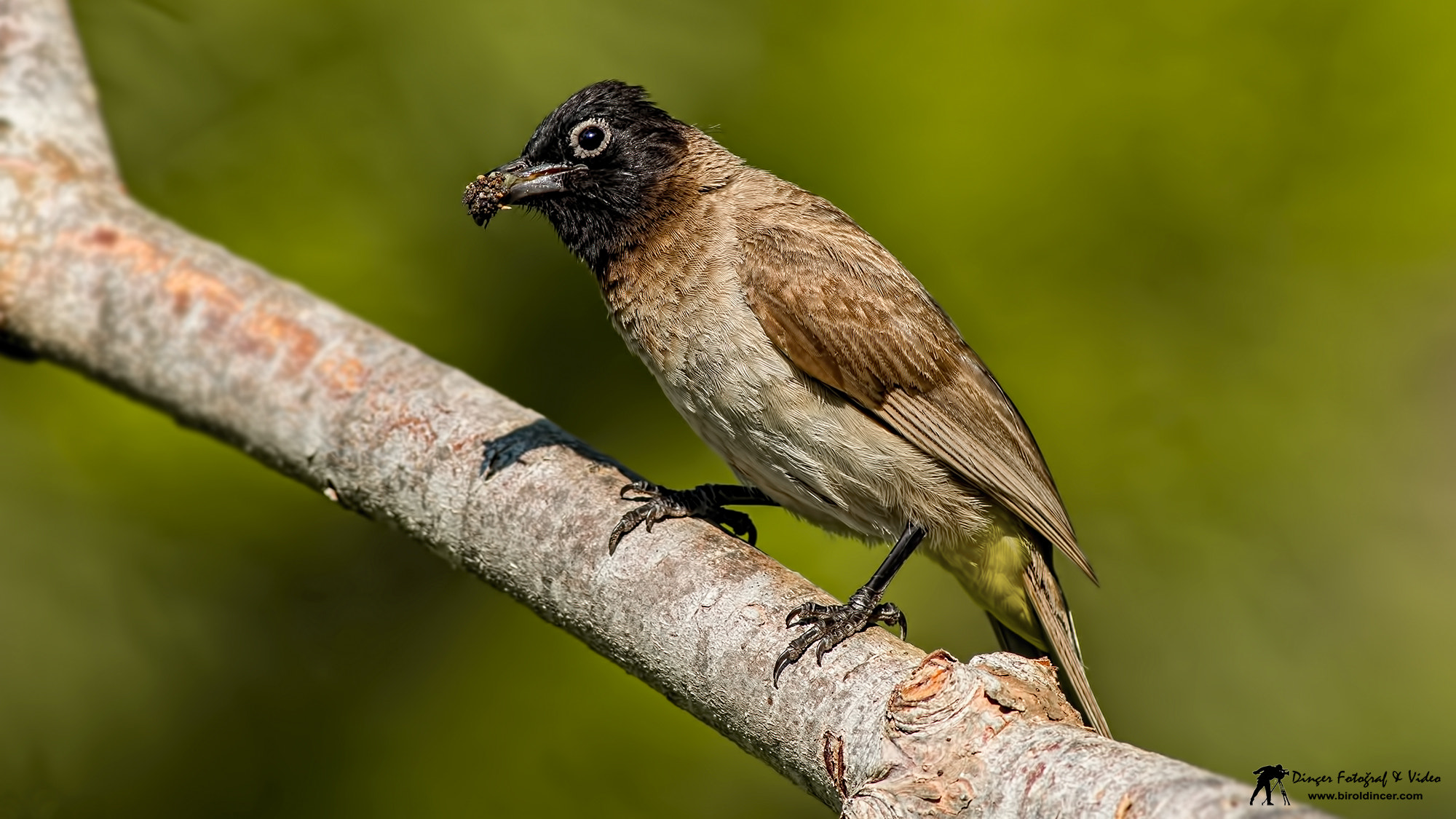 Canon EOS 70D + Canon EF 400mm F5.6L USM sample photo. Arapbülbülü (white-spectacled bulbul) photography