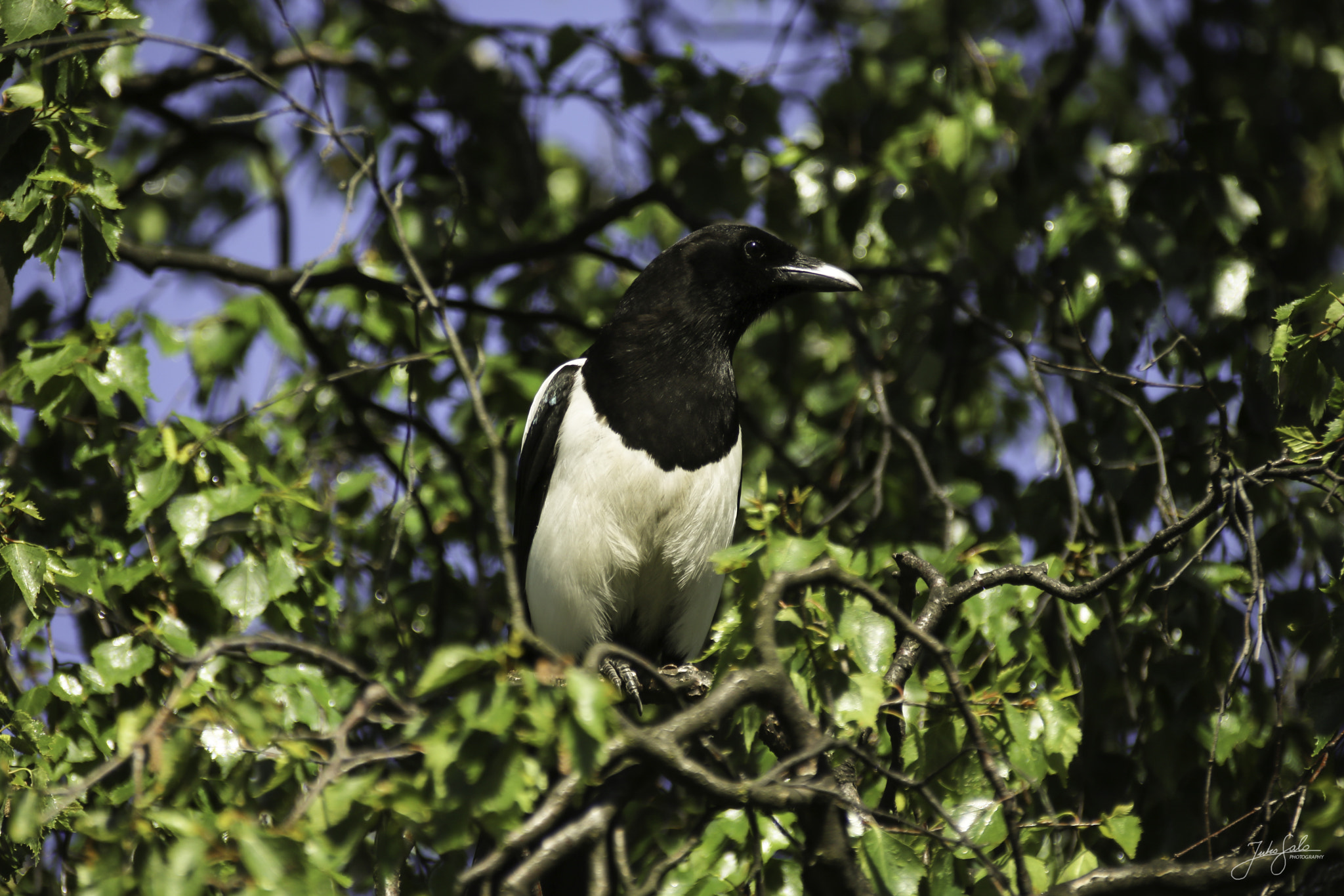 Canon EOS 760D (EOS Rebel T6s / EOS 8000D) + Canon EF 75-300mm F4.0-5.6 IS USM sample photo. Magpie. photography