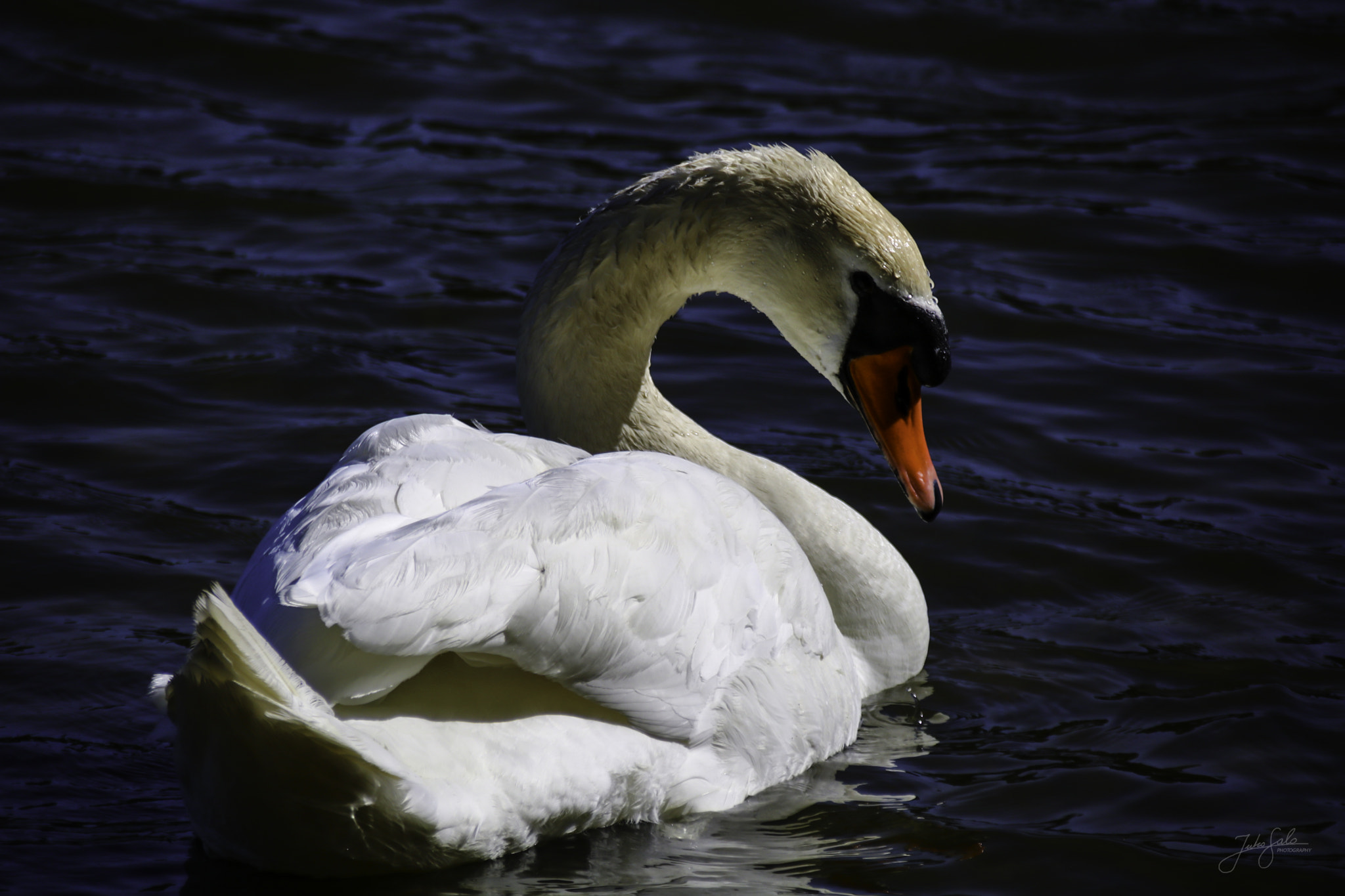 Canon EF 75-300mm F4.0-5.6 IS USM sample photo. Mute swans look. photography