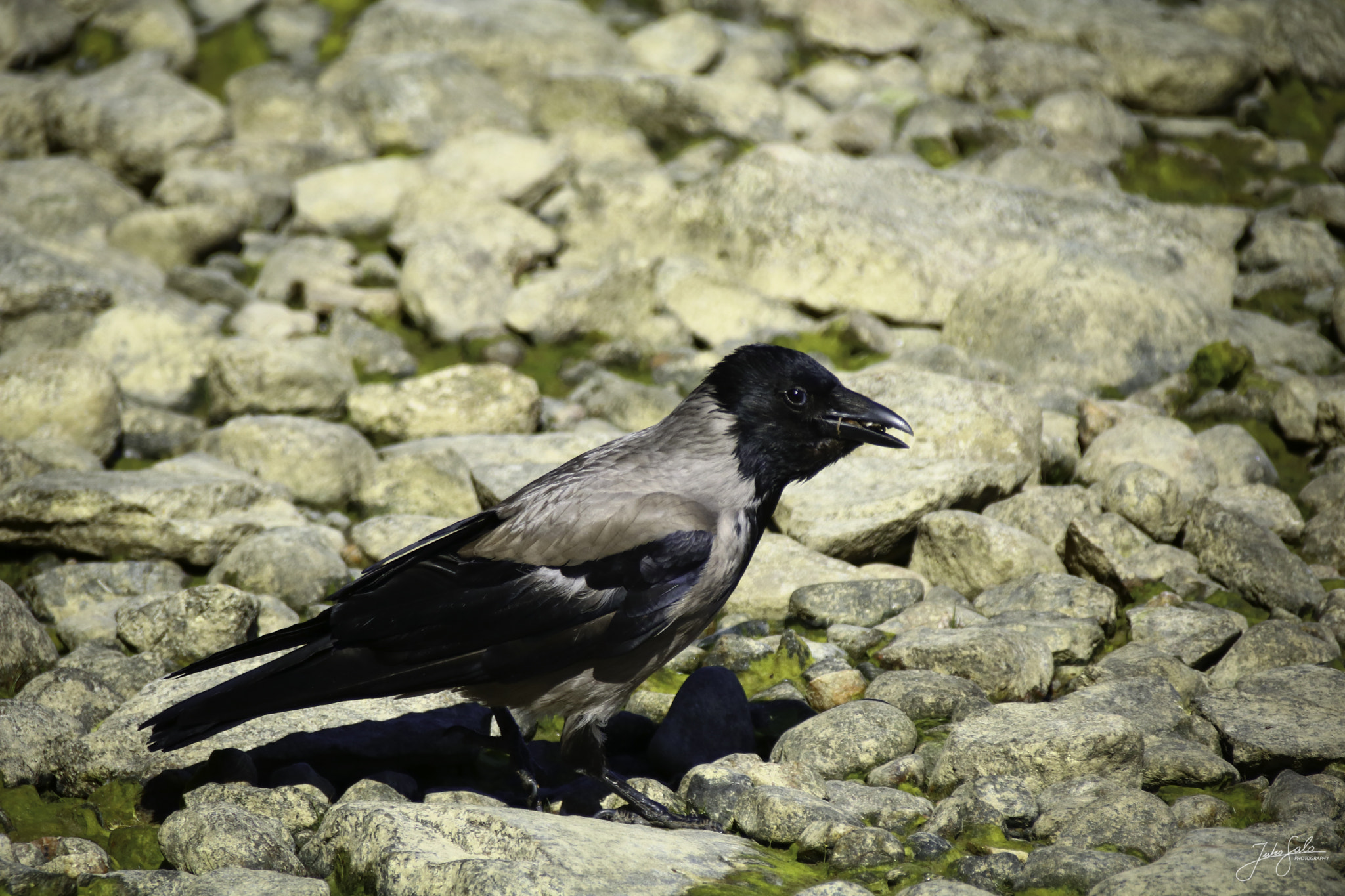 Canon EOS 760D (EOS Rebel T6s / EOS 8000D) + Canon EF 75-300mm F4.0-5.6 IS USM sample photo. Hooded crow found a snack. photography
