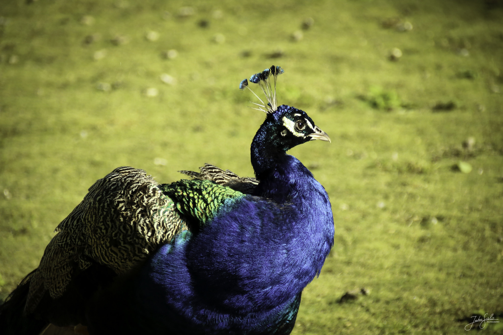 Canon EF 75-300mm F4.0-5.6 IS USM sample photo. Colorful peafowl. photography