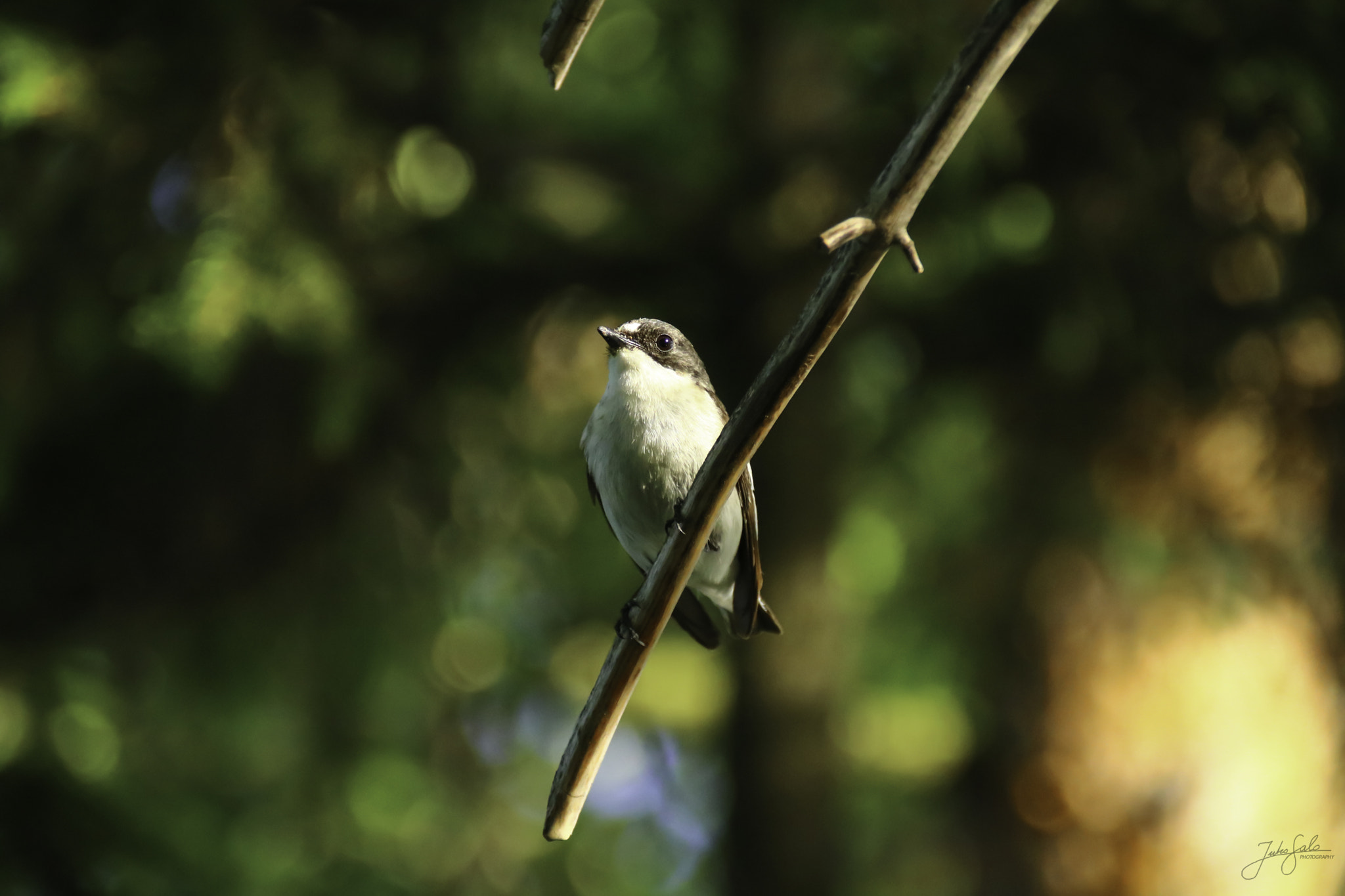 Canon EF 75-300mm F4.0-5.6 IS USM sample photo. Pied flycatcher sitting. photography