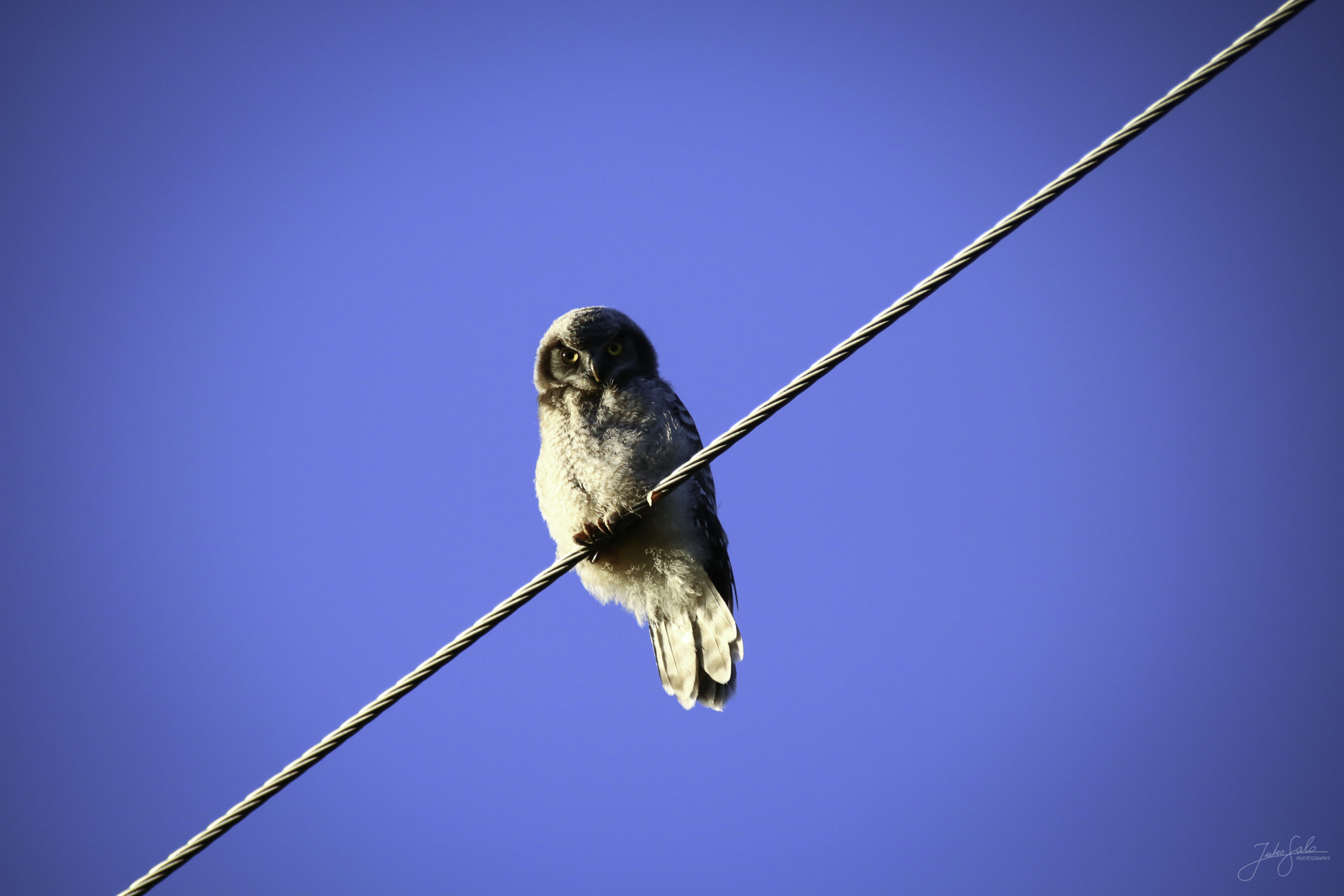 Canon EF 75-300mm F4.0-5.6 IS USM sample photo. Hawk owls chick strict look. photography