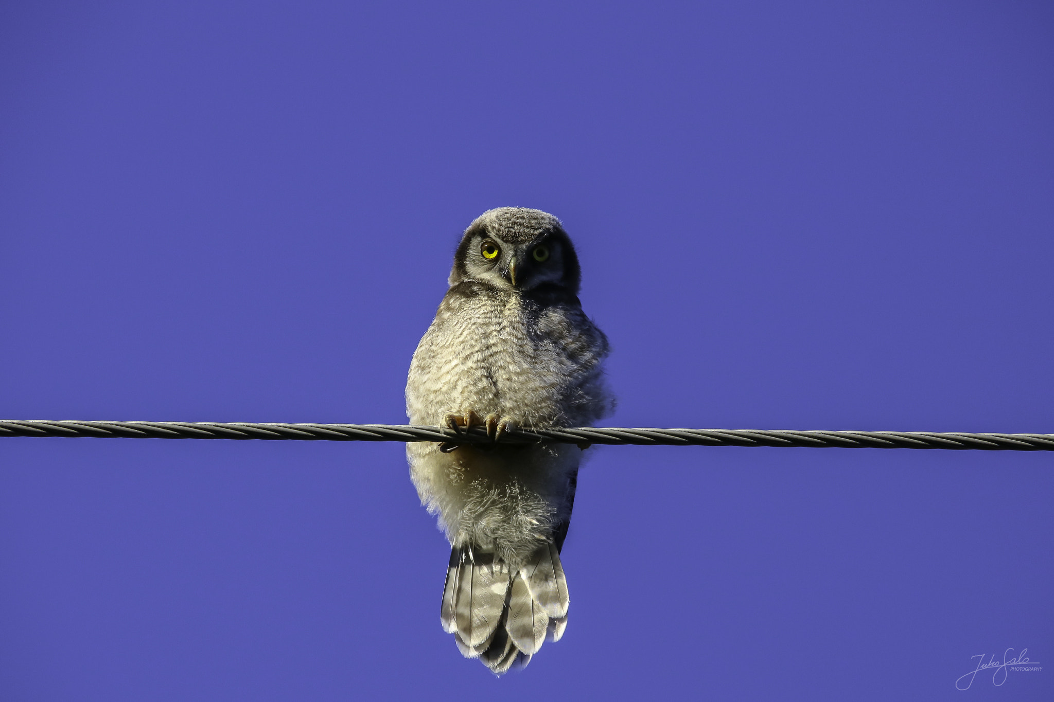 Canon EF 75-300mm F4.0-5.6 IS USM sample photo. Hawk owls chick sitting. photography