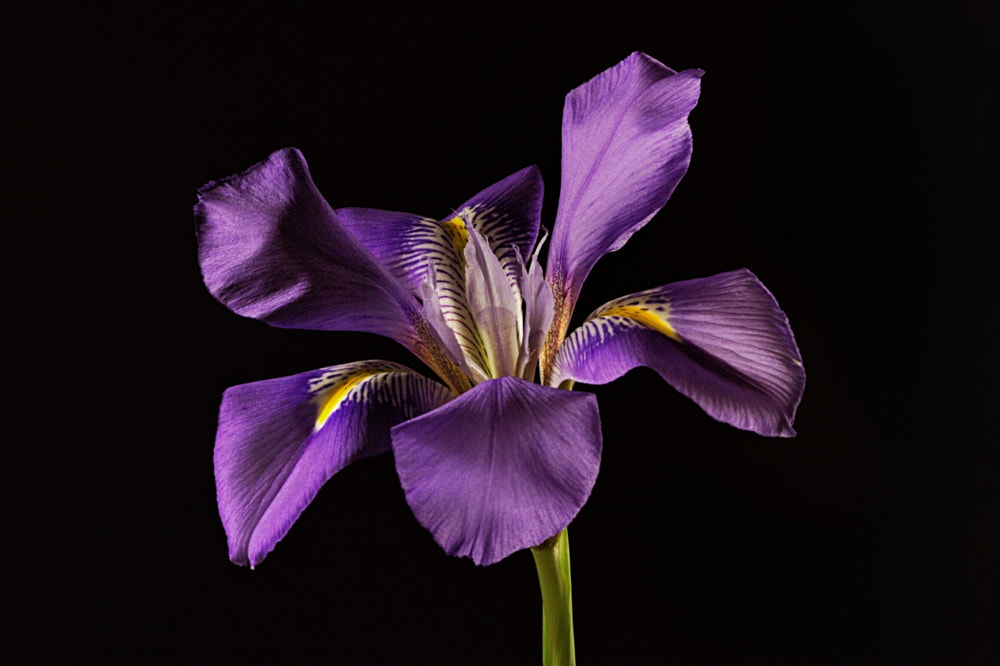 Canon EF 100mm F2.8 Macro USM sample photo. Iris reticulata photography