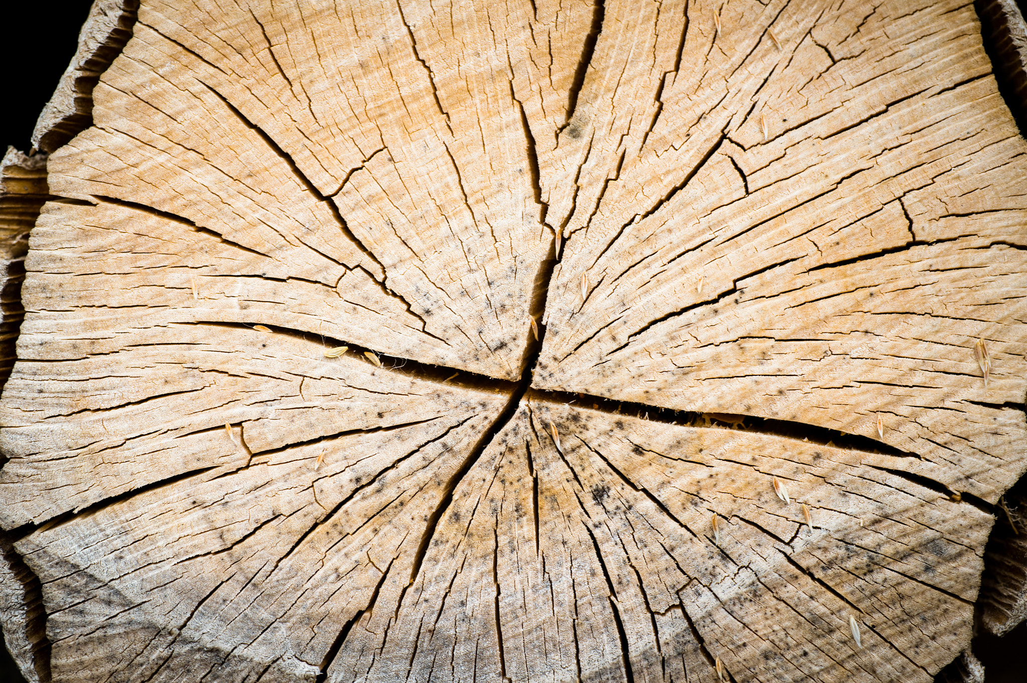 Nikon D4S + Sigma 70mm F2.8 EX DG Macro sample photo. Close up of cut tree trunk photography