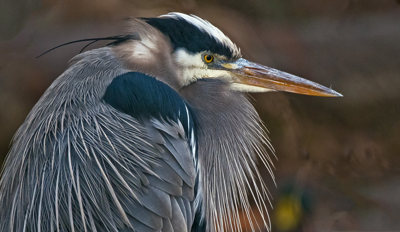 Sigma 150-600mm F5-6.3 DG OS HSM | C sample photo. Great blue heron photography