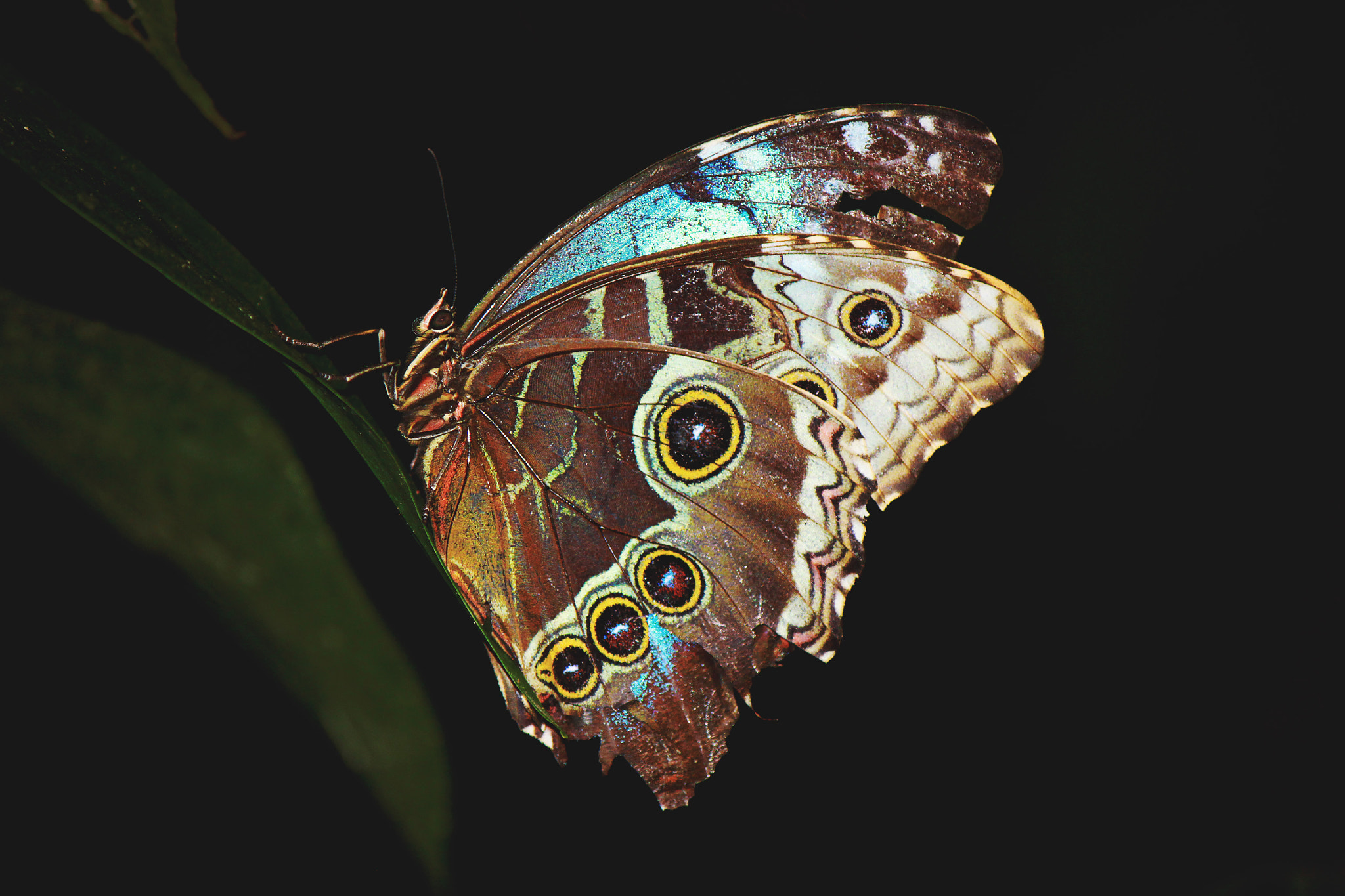 Canon EOS 500D (EOS Rebel T1i / EOS Kiss X3) sample photo. Broken wings photography