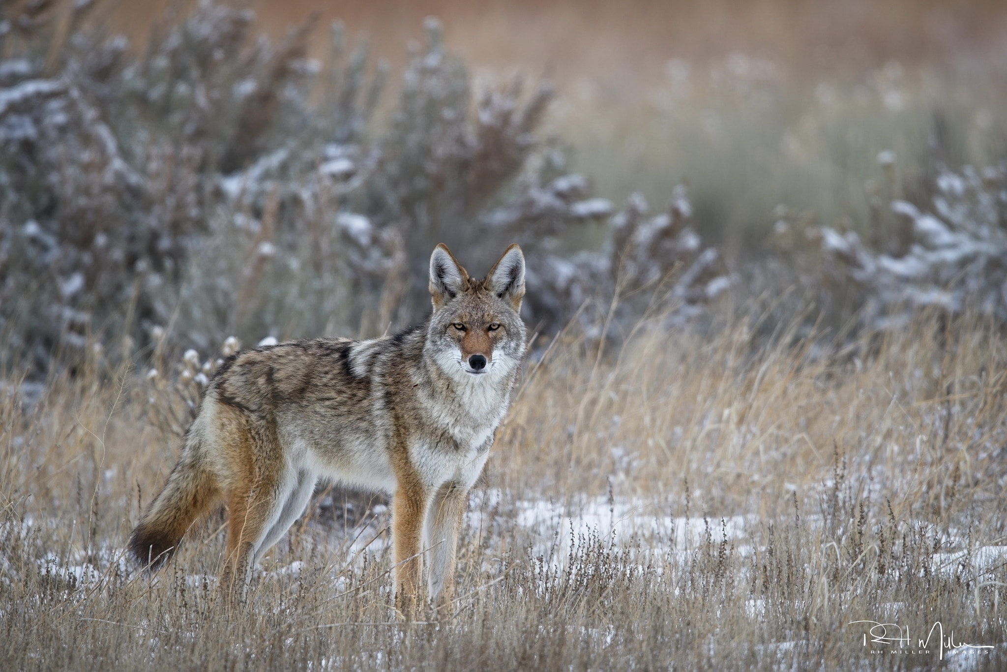 Canon EF 600mm F4L IS II USM sample photo. Hunt on photography